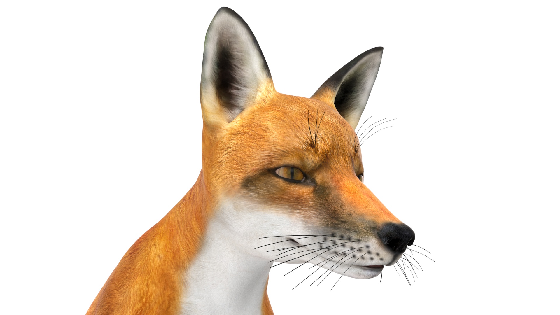 3D model Wild Red Fox Sitting Pose