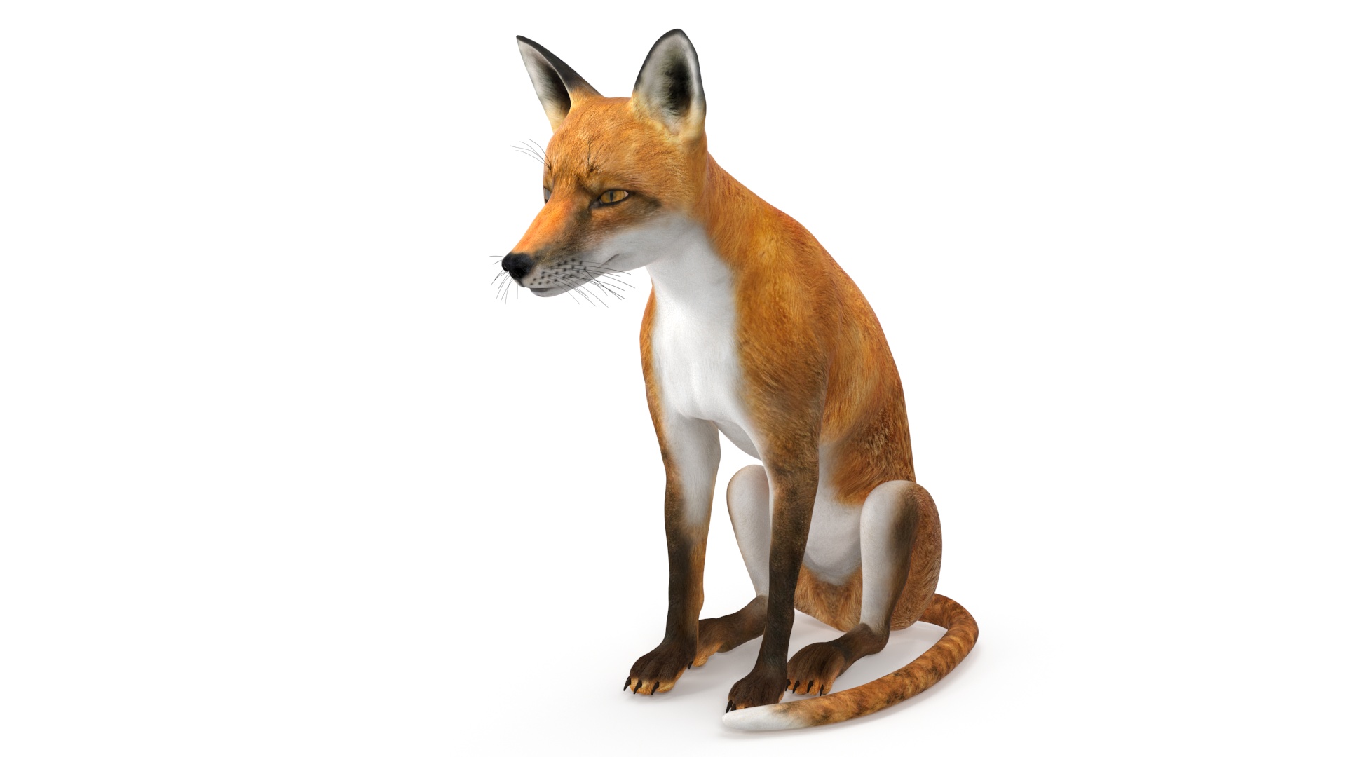 3D model Wild Red Fox Sitting Pose