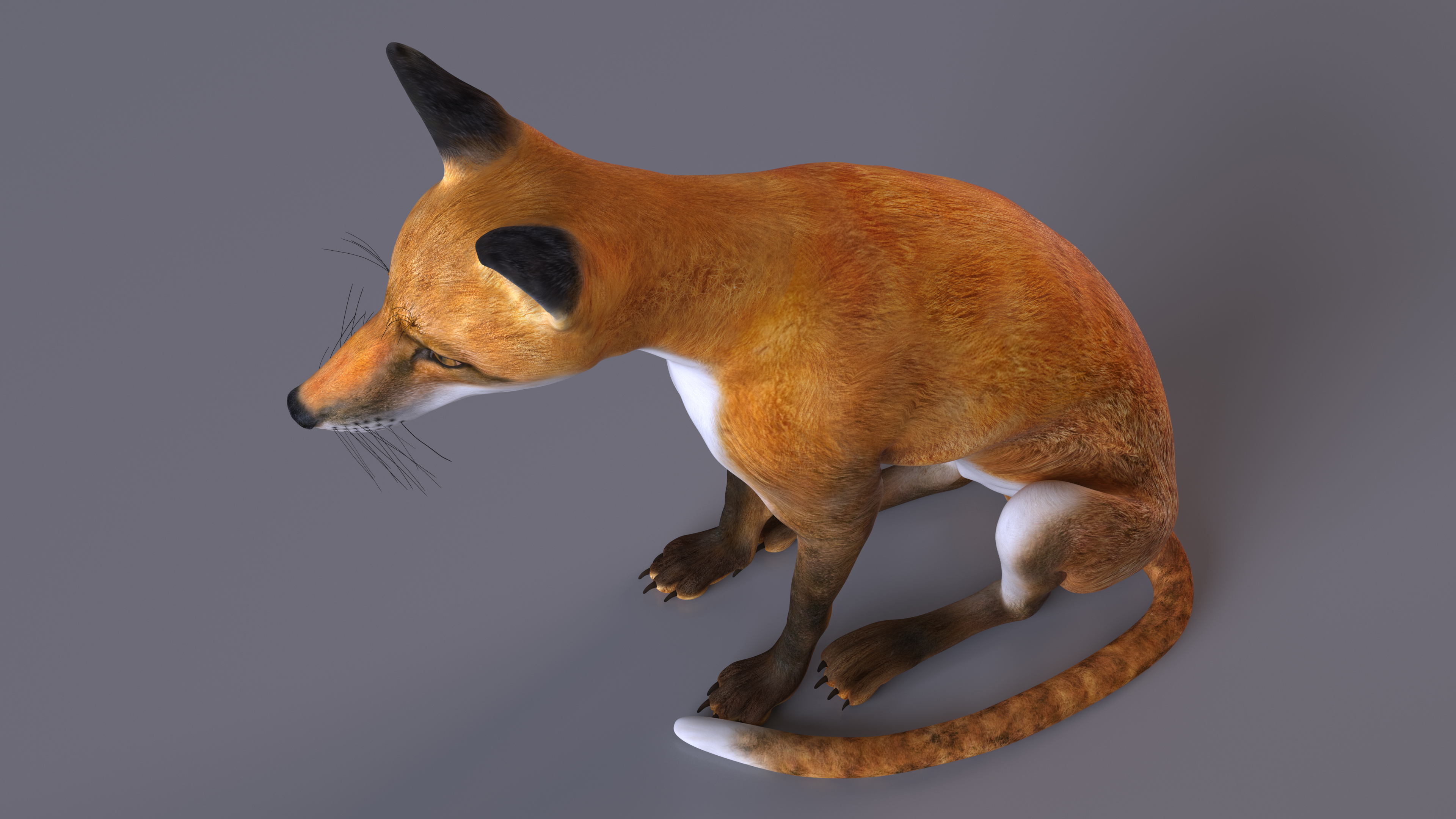 3D model Wild Red Fox Sitting Pose