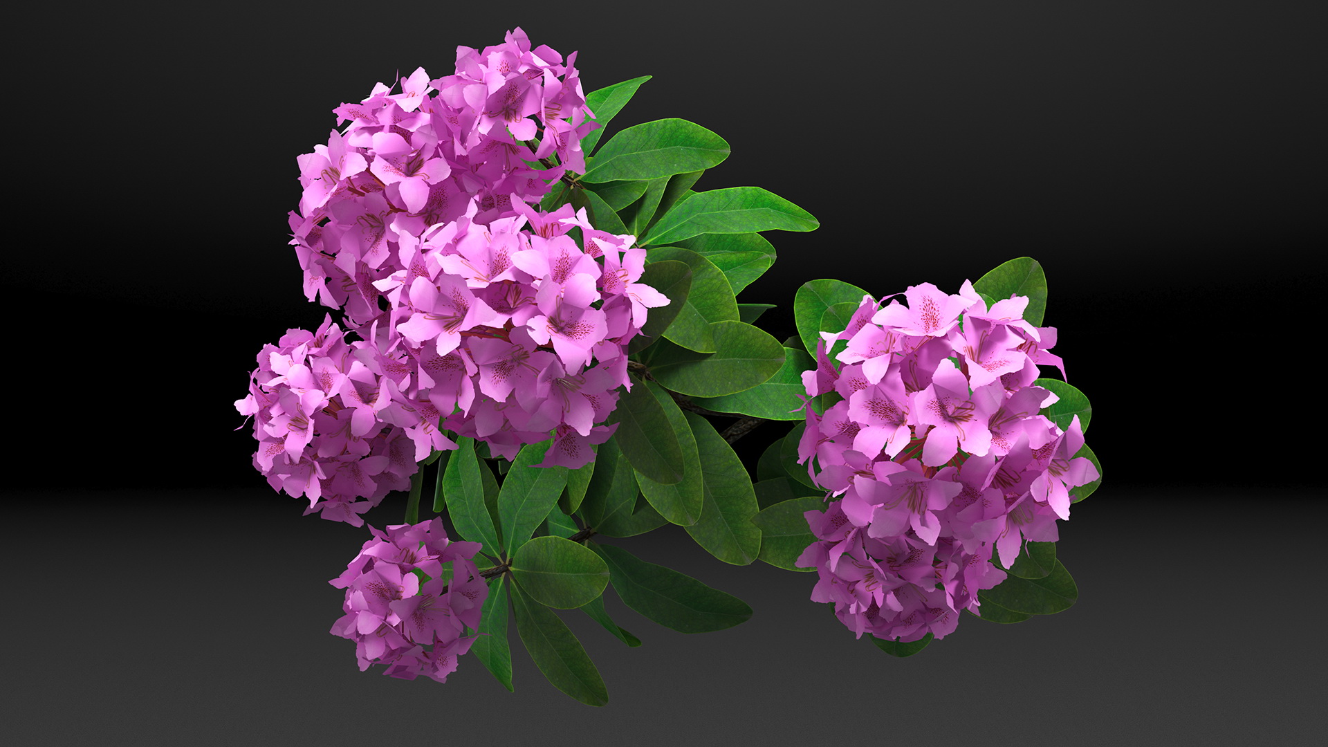 3D Purple Rhododendron Branch
