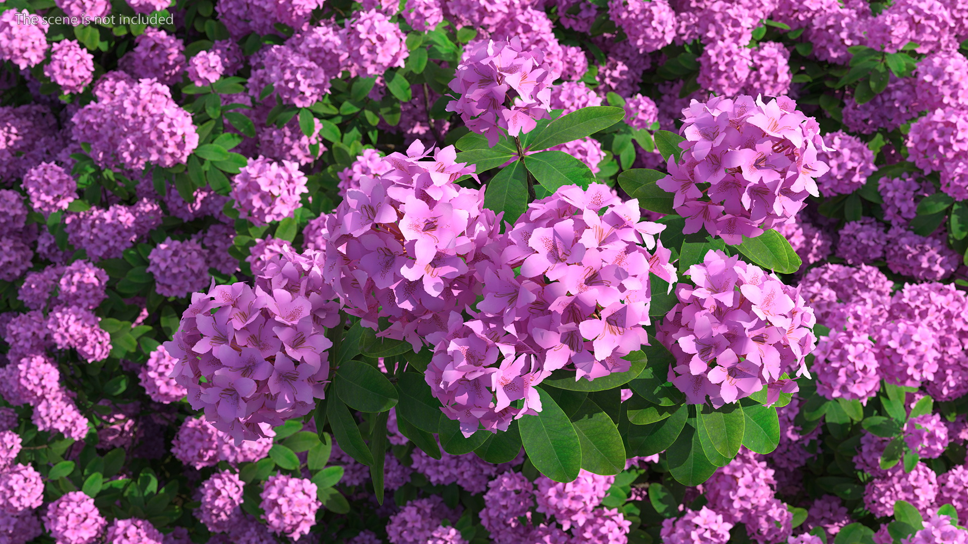 3D Purple Rhododendron Branch