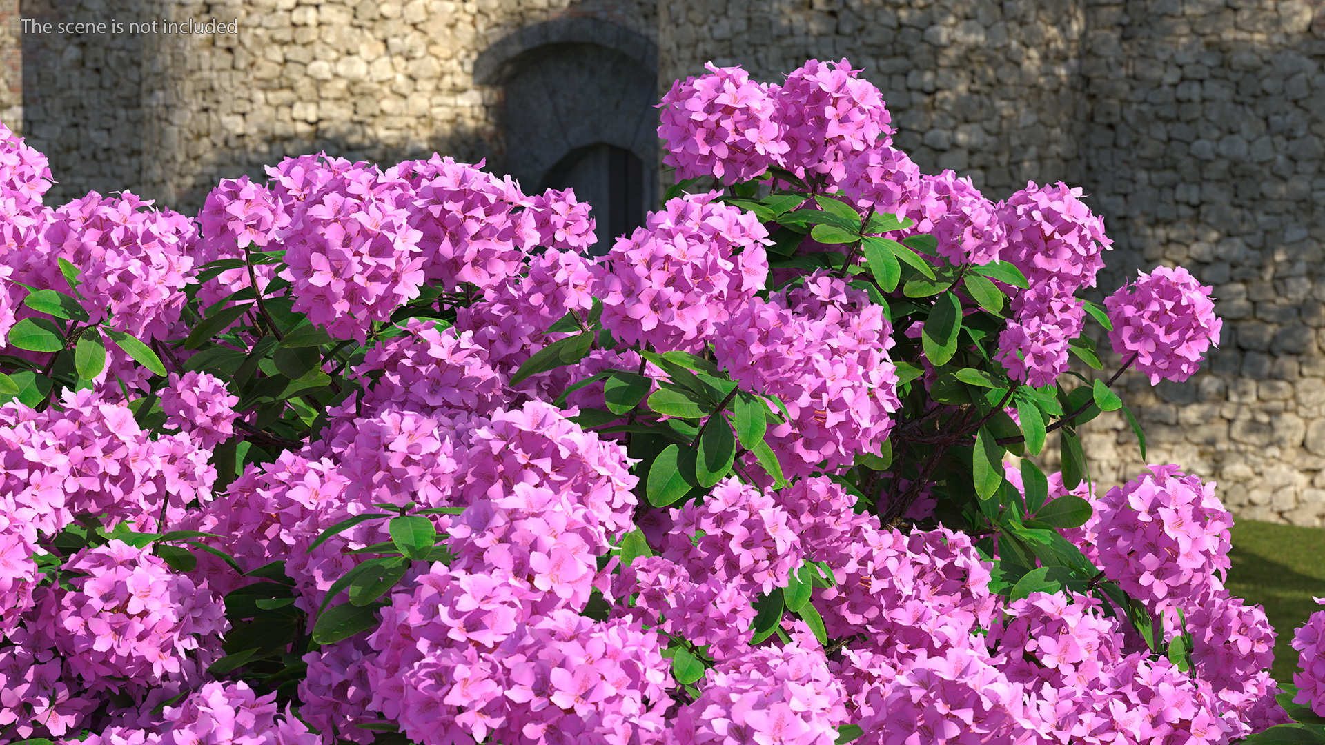3D Purple Rhododendron Branch