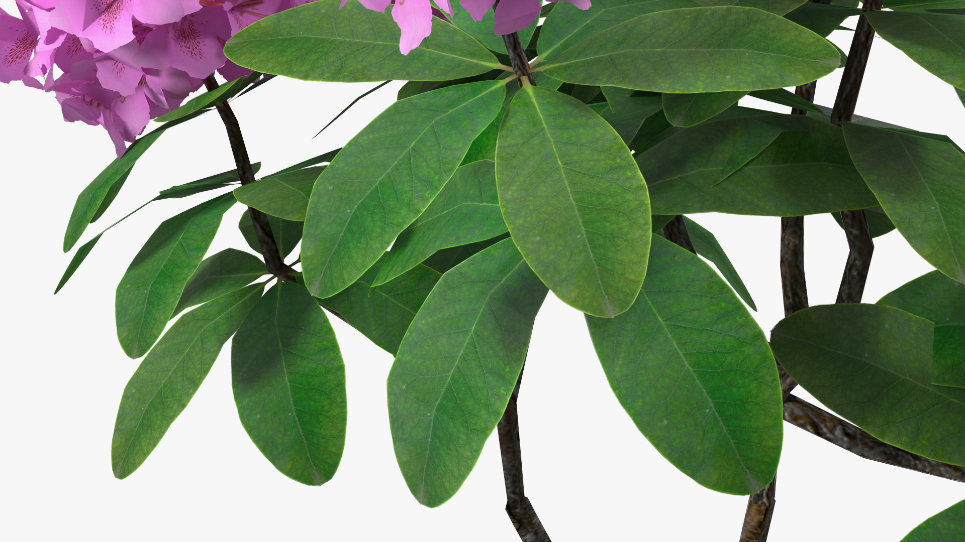 3D Purple Rhododendron Branch