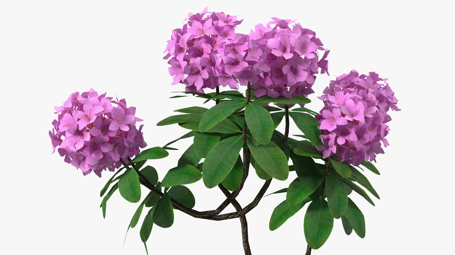 3D Purple Rhododendron Branch