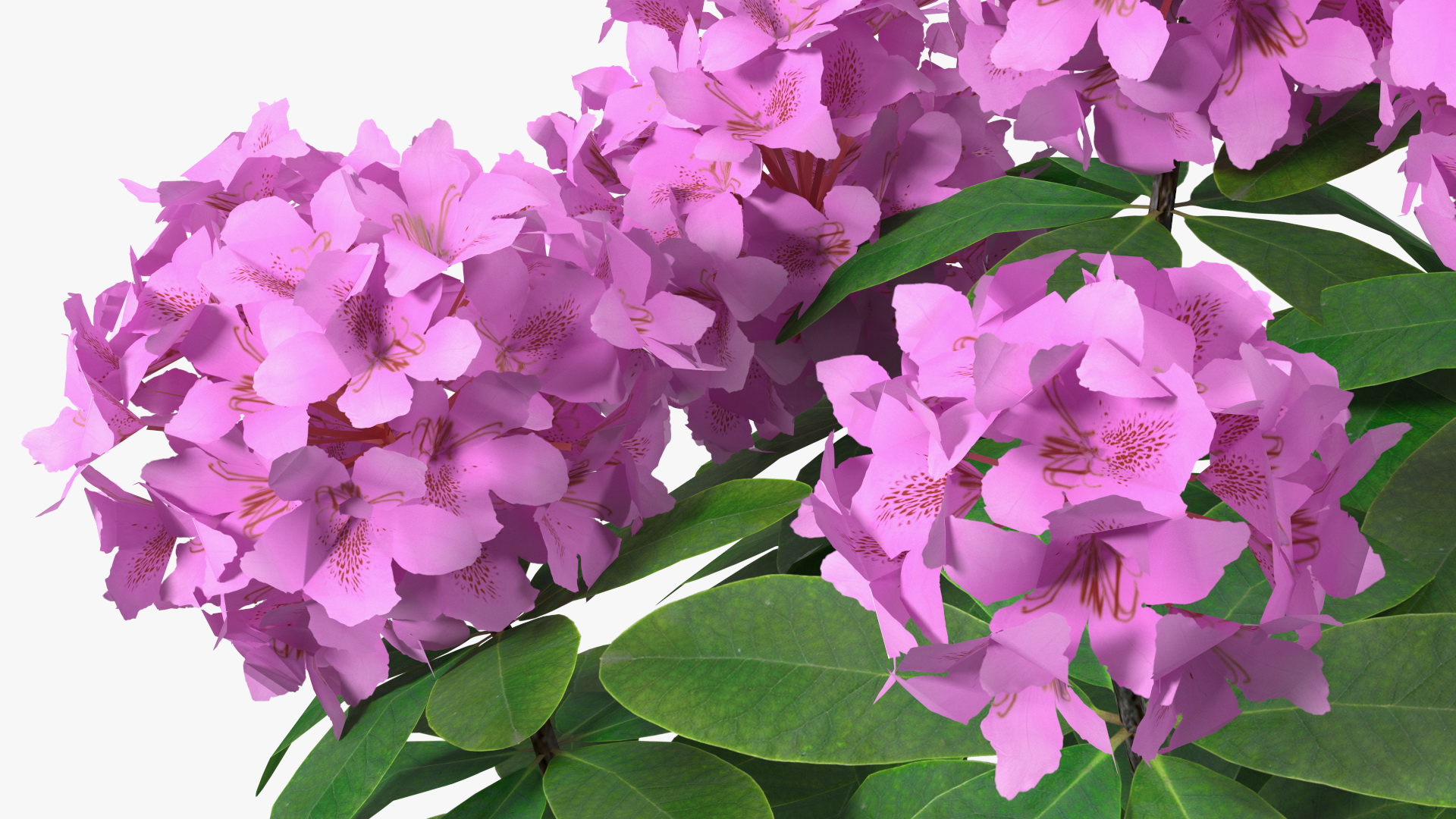 3D Purple Rhododendron Branch