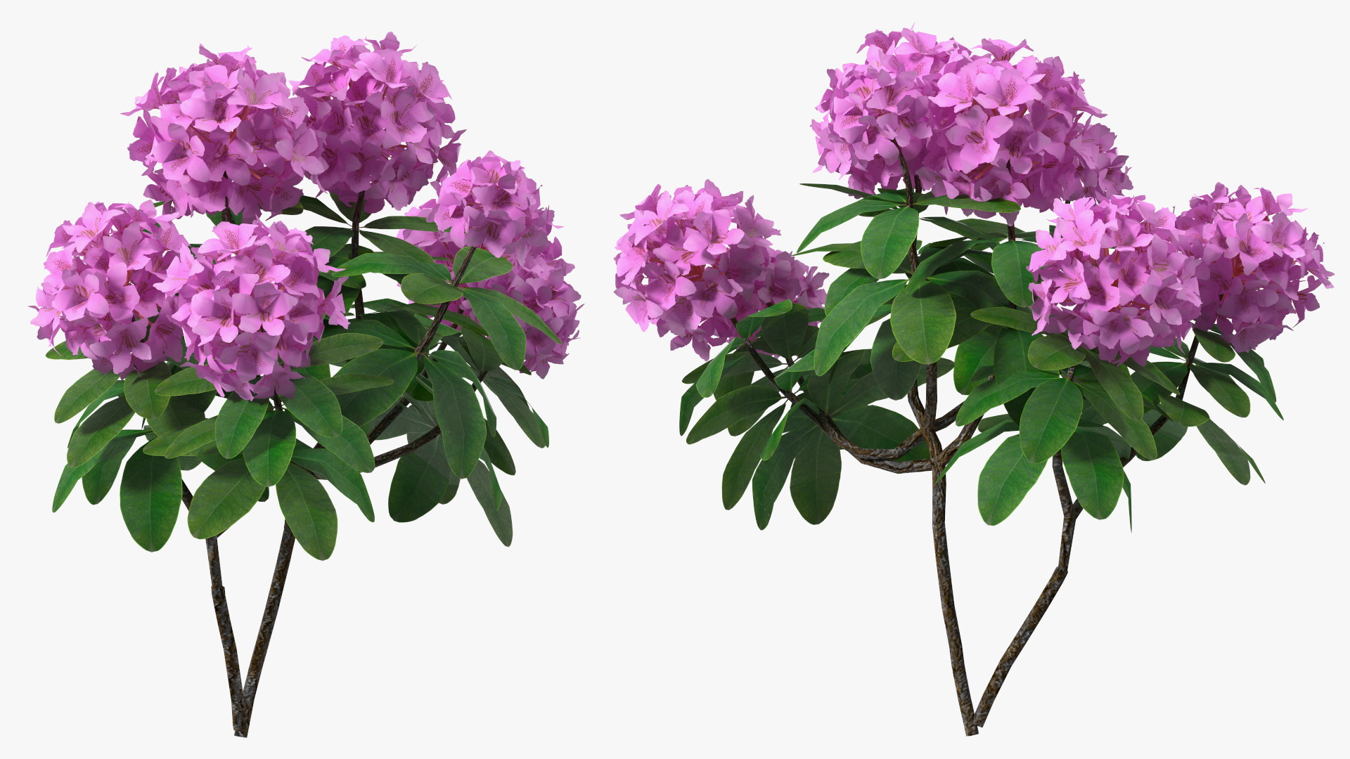 3D Purple Rhododendron Branch
