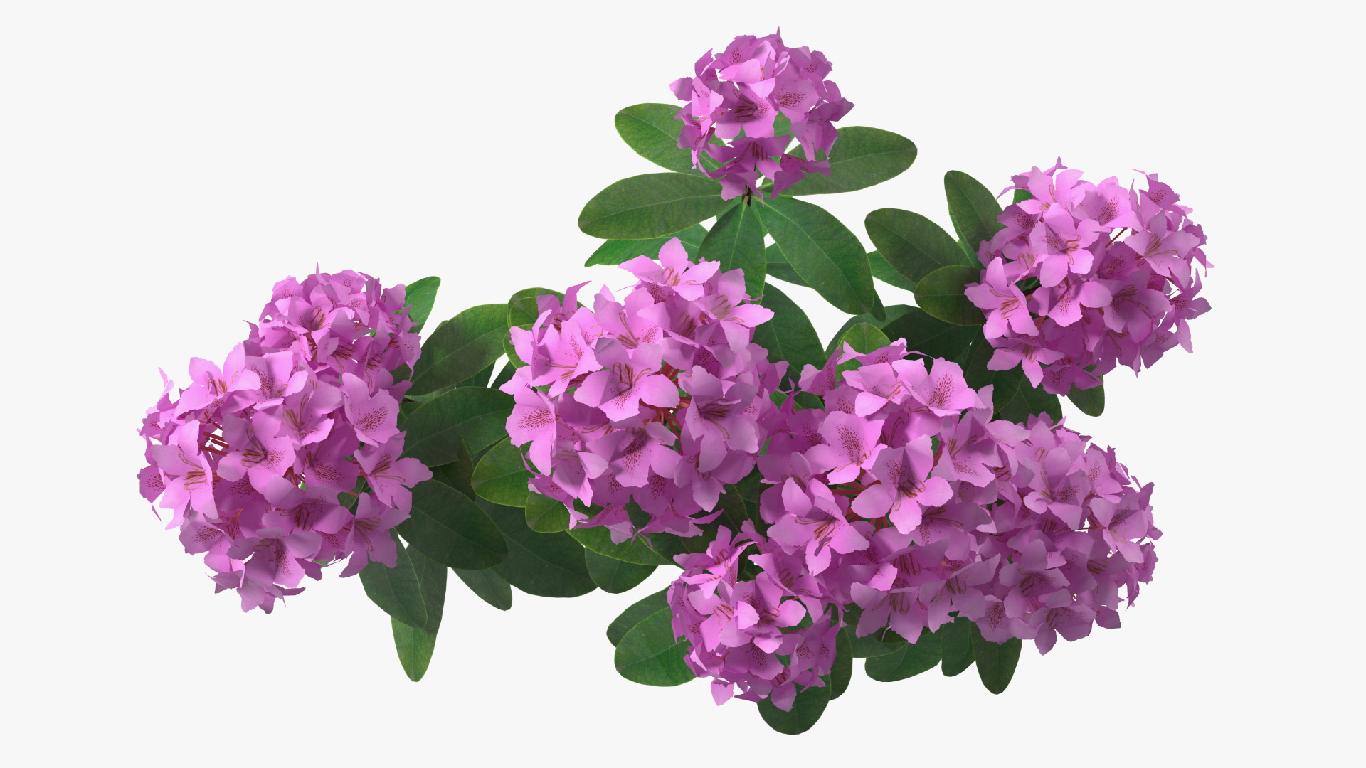 3D Purple Rhododendron Branch