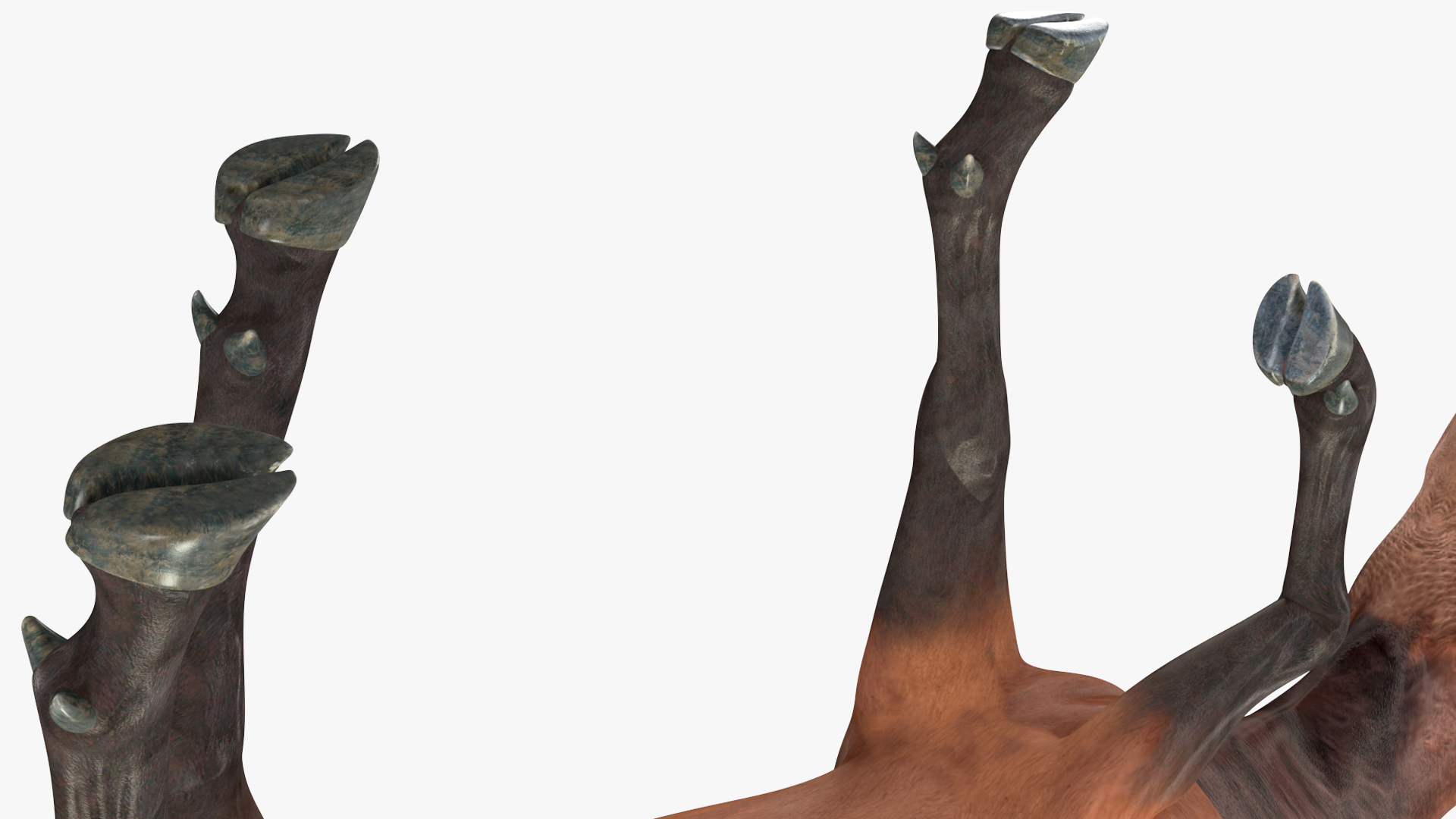 3D model Wapiti