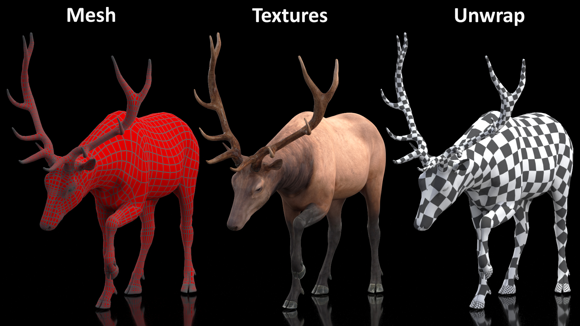 3D model Wapiti