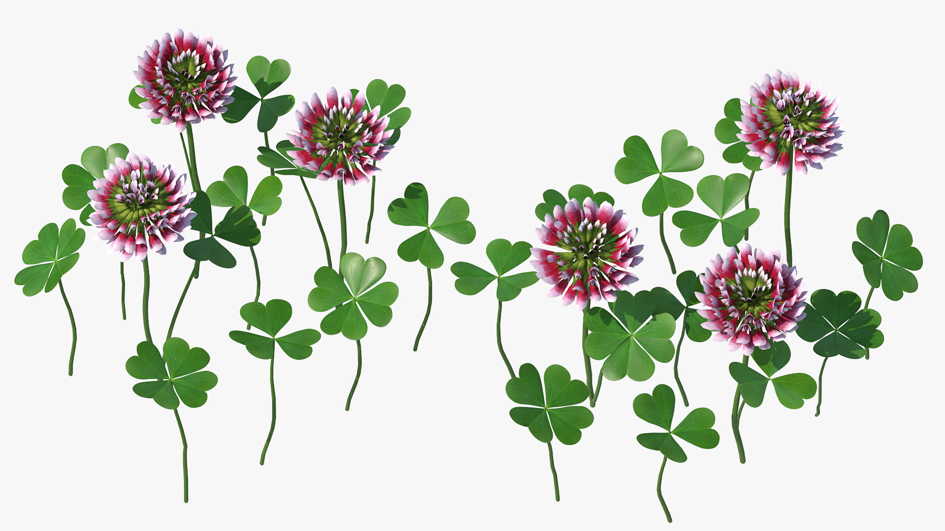 3D model Blooming Red Clover Field
