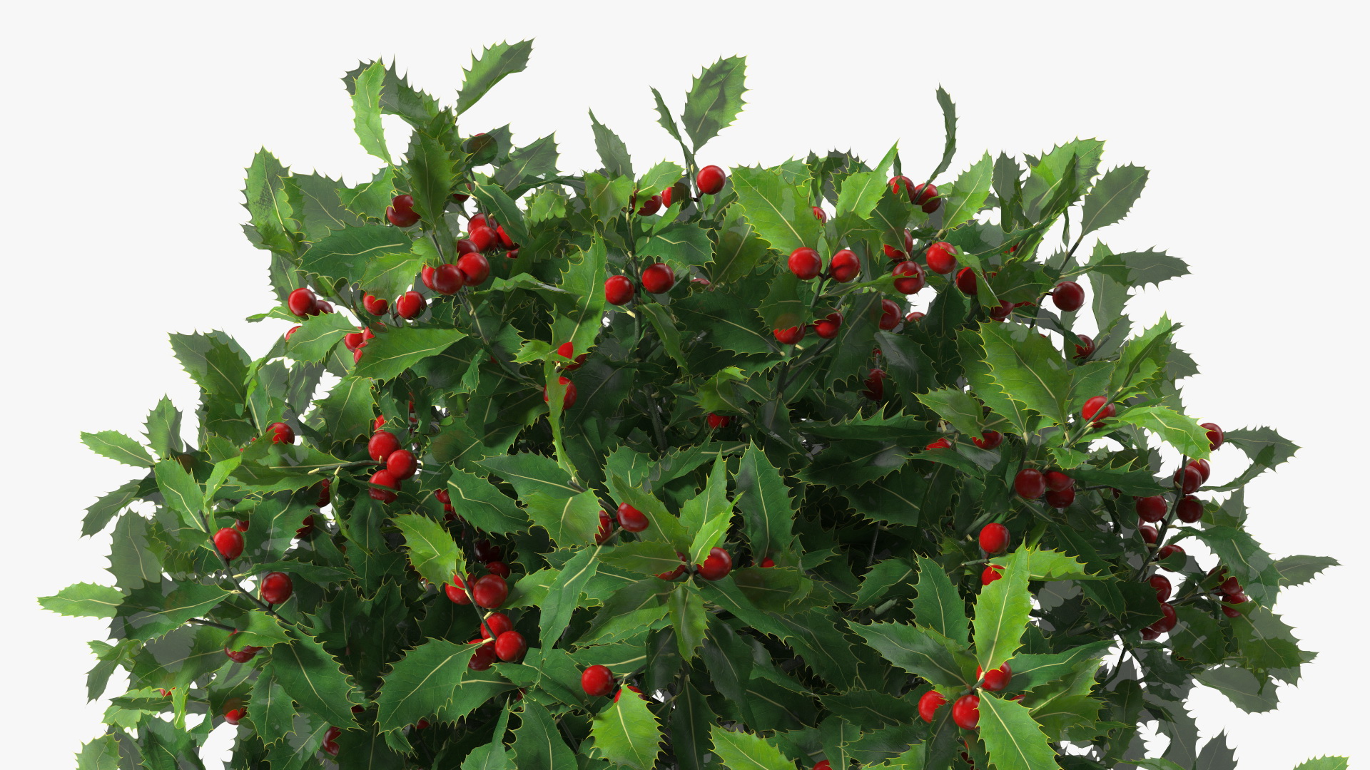 3D Holly Pot Plant Green with Fruits model