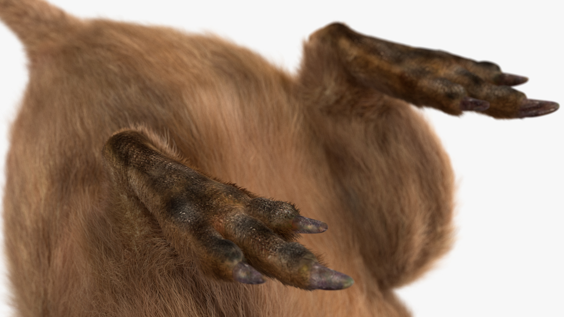 3D Quokka Kangaroo Rigged Fur