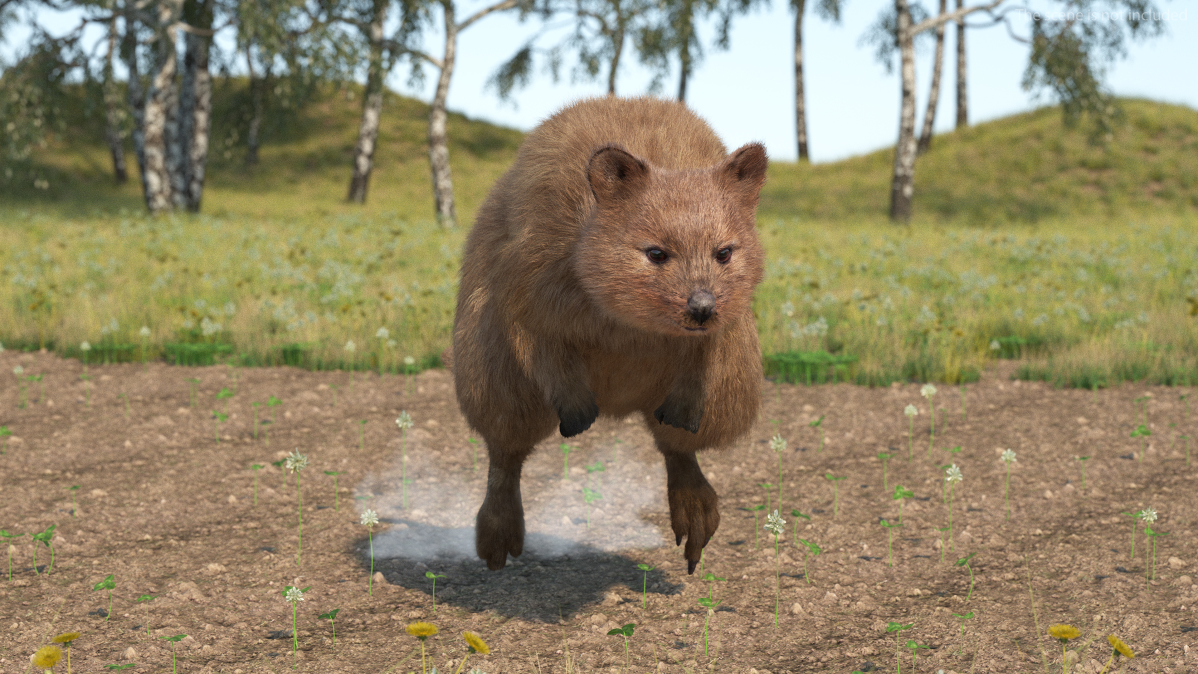 3D Quokka Kangaroo Rigged Fur
