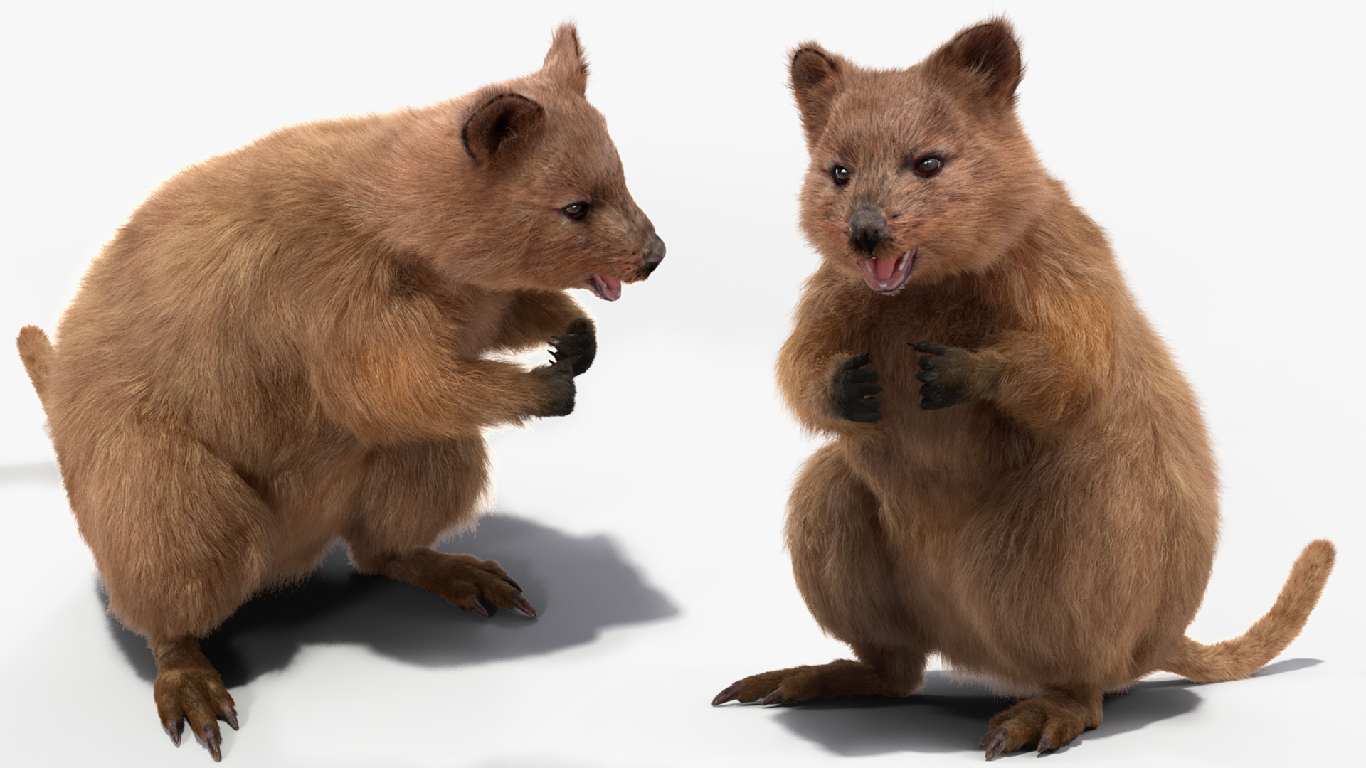 3D Quokka Kangaroo Rigged Fur