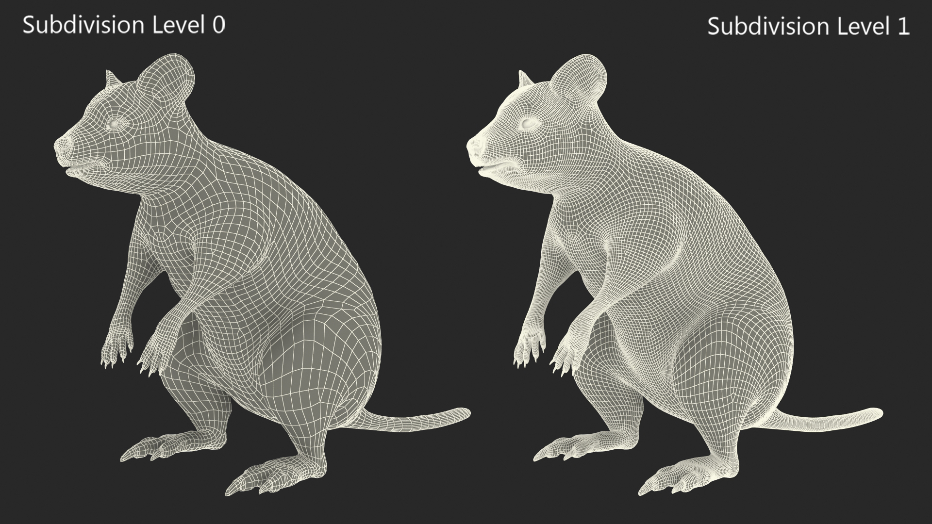 3D Quokka Kangaroo Rigged Fur