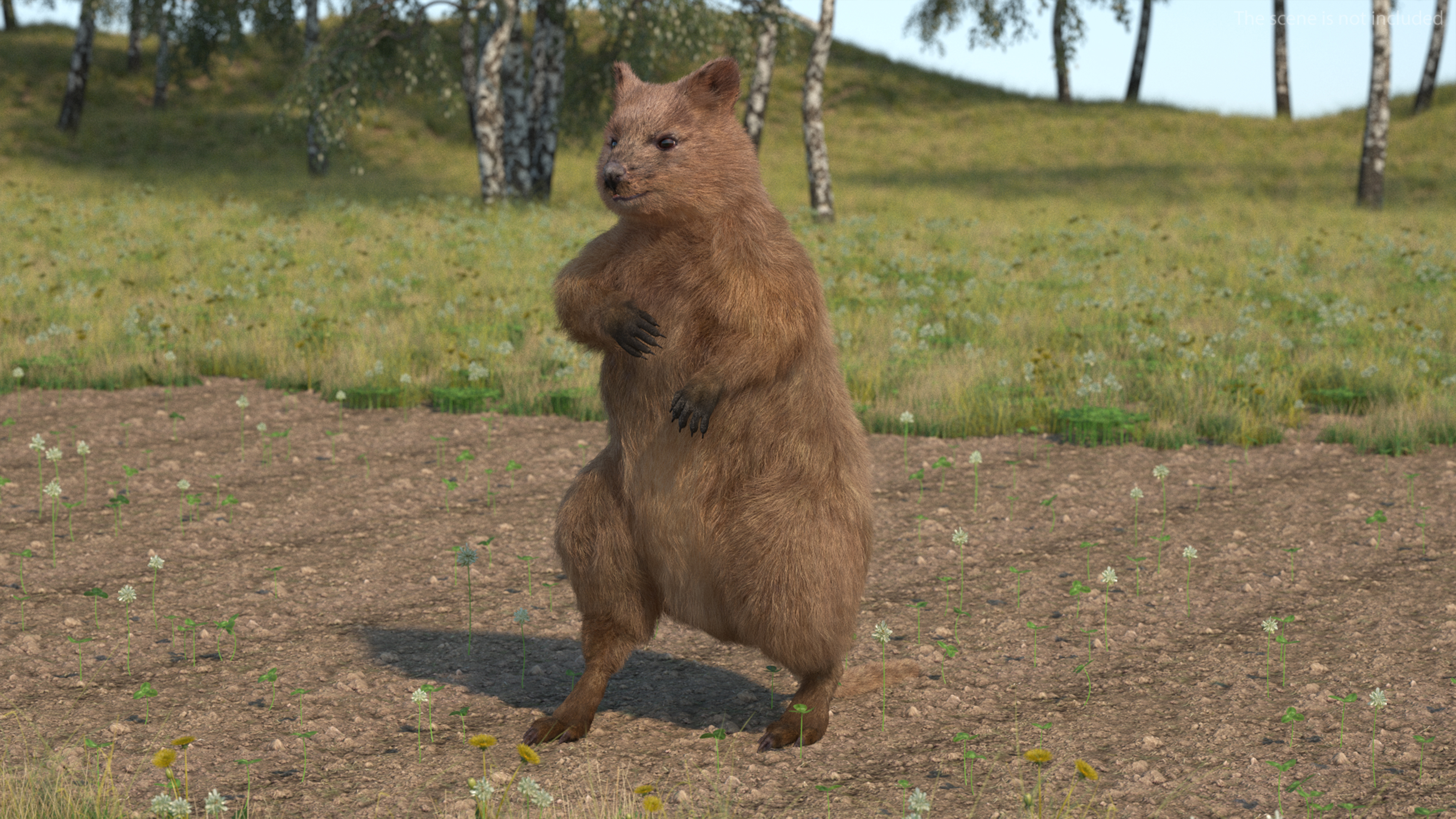 3D Quokka Kangaroo Rigged Fur
