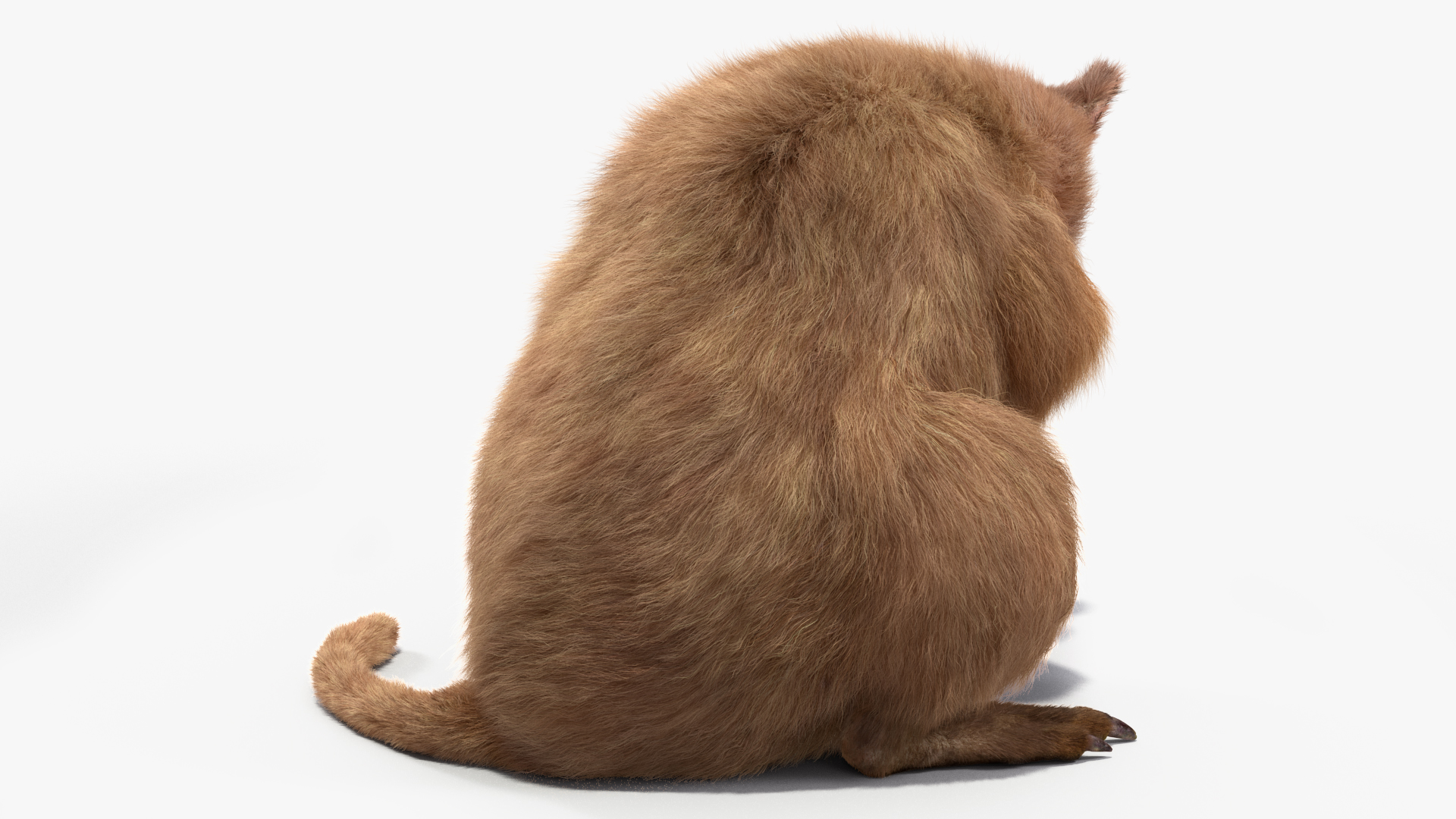 3D Quokka Kangaroo Rigged Fur