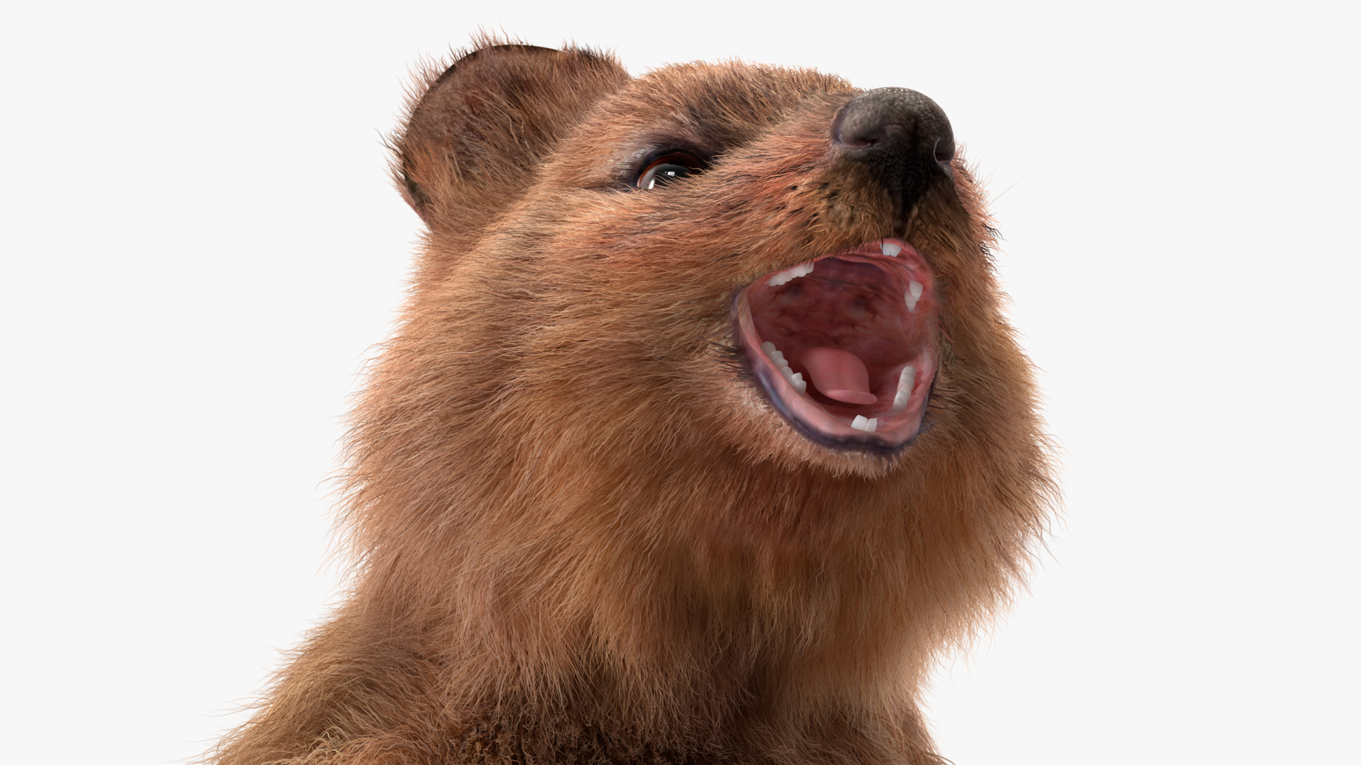 3D Quokka Kangaroo Rigged Fur
