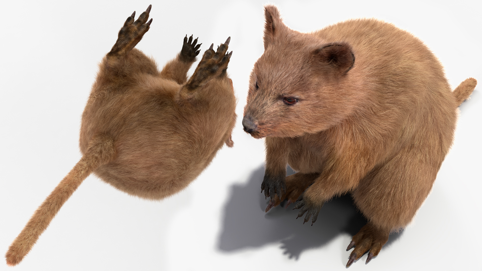 3D Quokka Kangaroo Rigged Fur