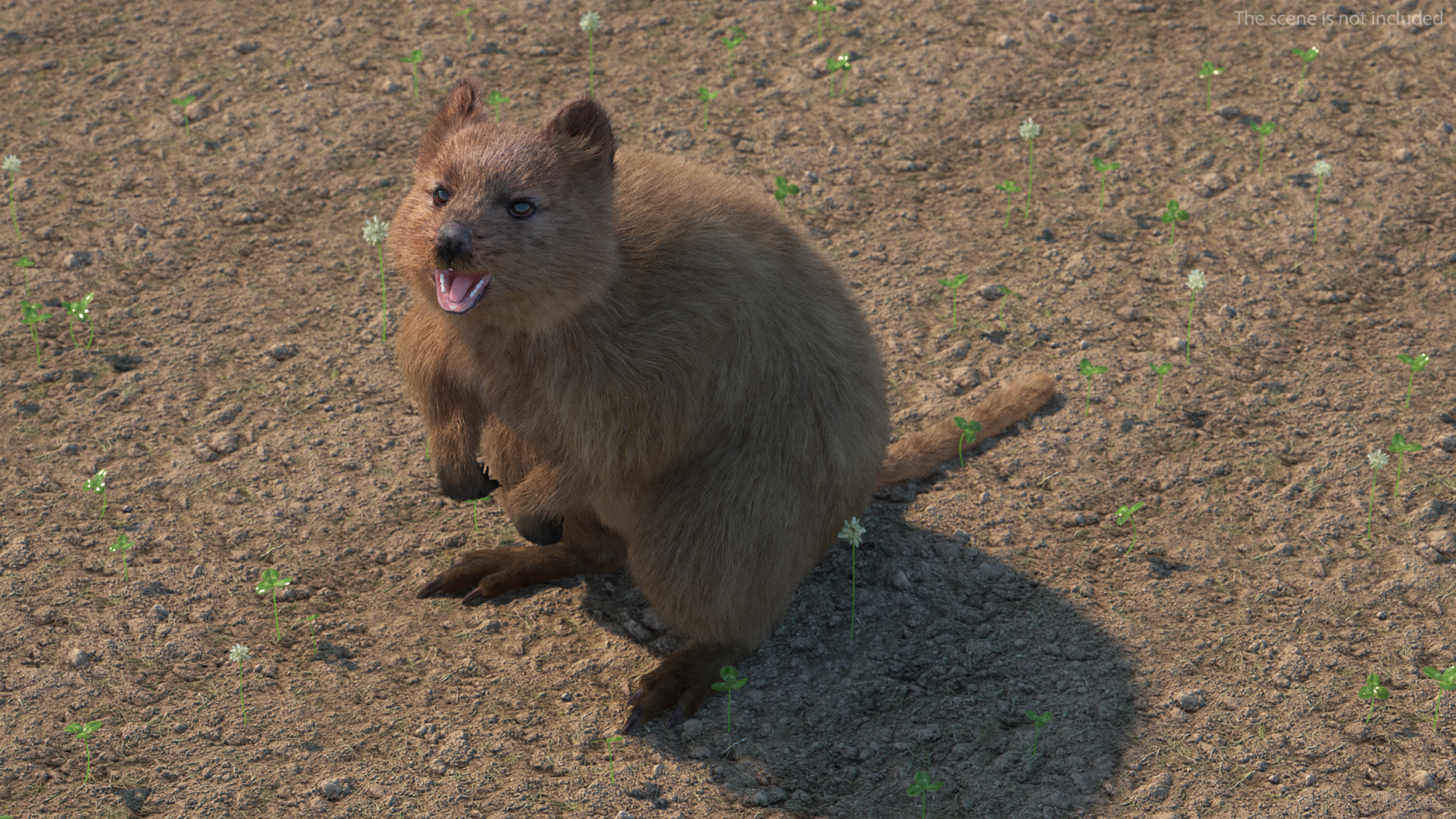 3D Quokka Kangaroo Rigged Fur