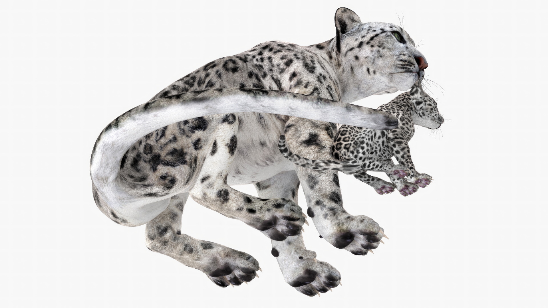 3D Mother and Baby Snow Leopard model