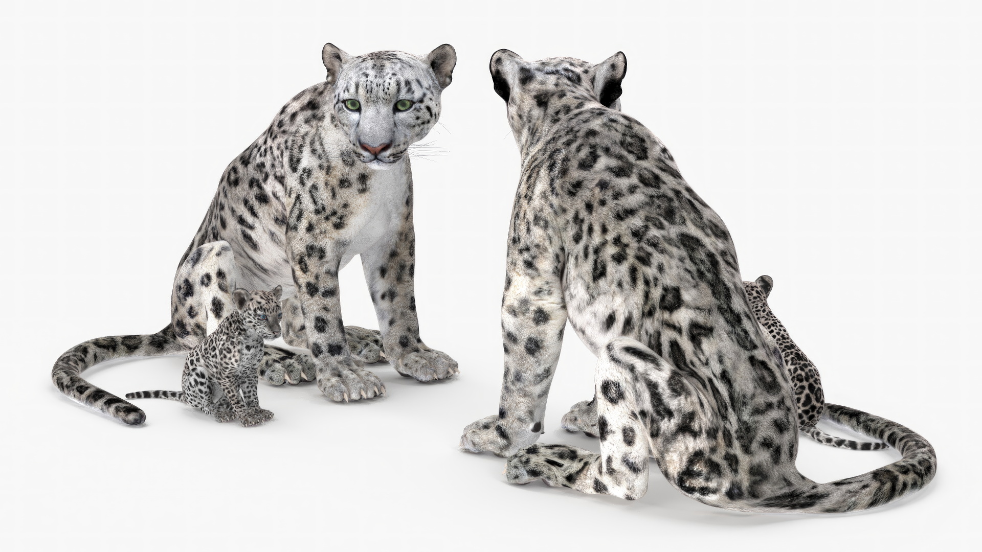 3D Mother and Baby Snow Leopard model