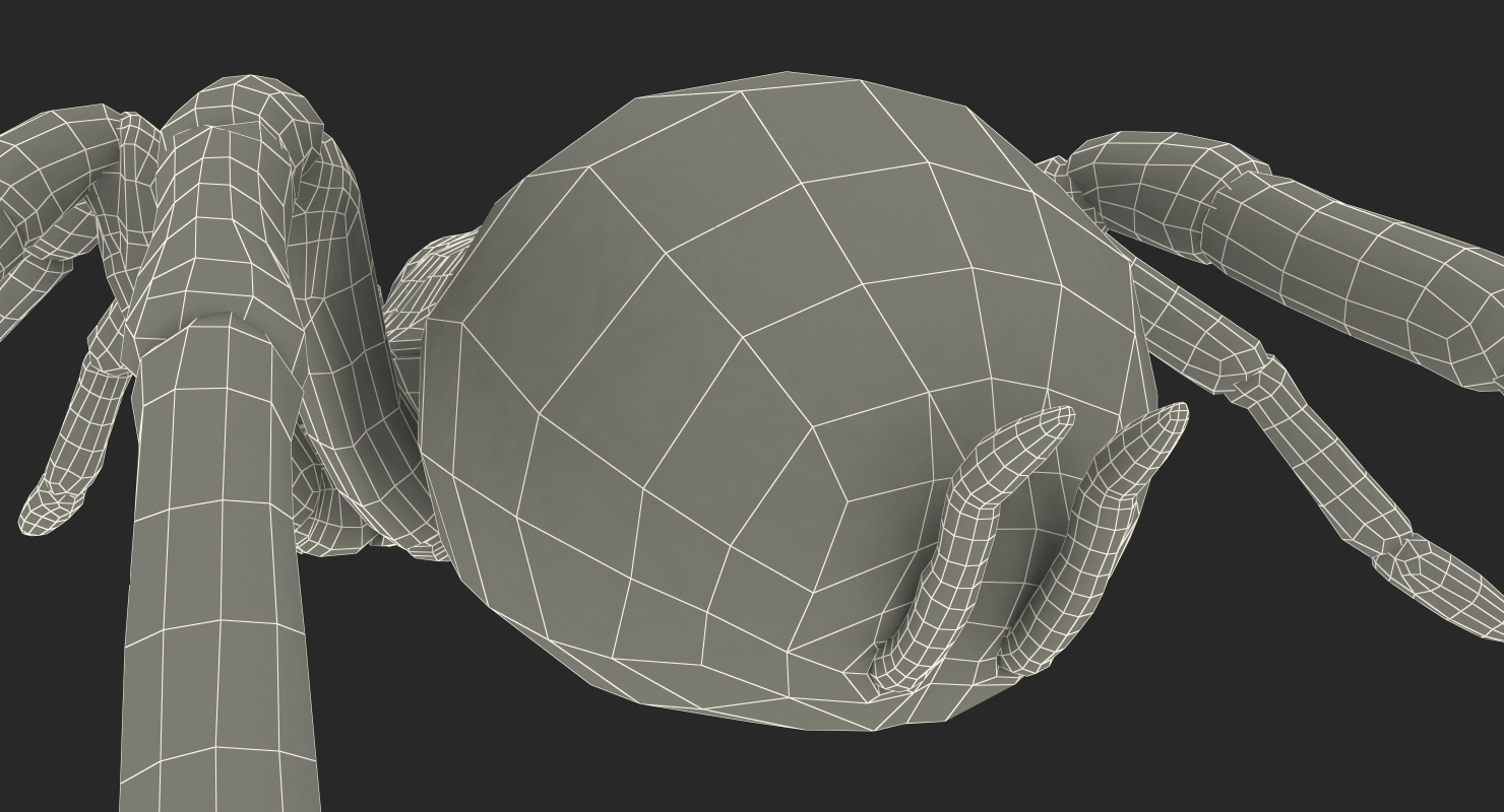 Goliath Birdeater 3D