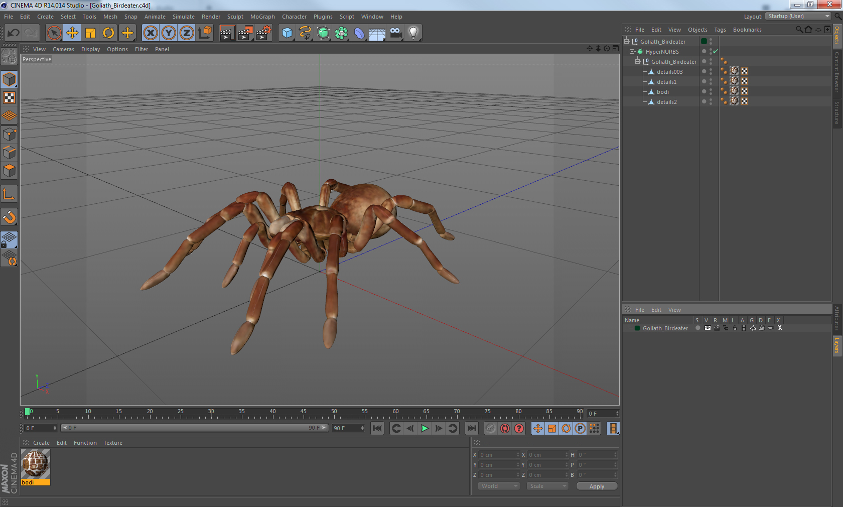 Goliath Birdeater 3D