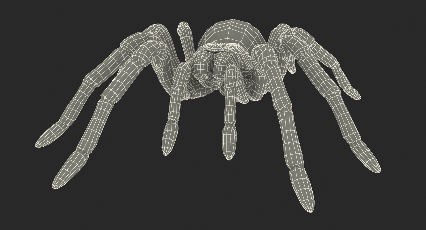 Goliath Birdeater 3D