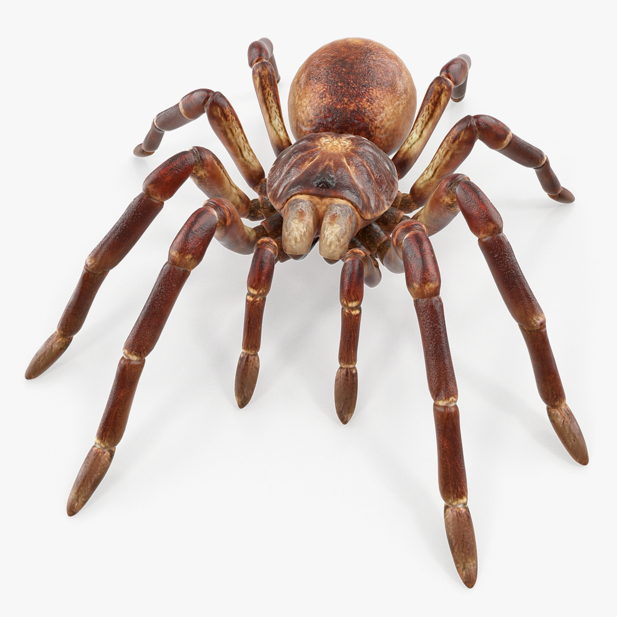 Goliath Birdeater, view 7