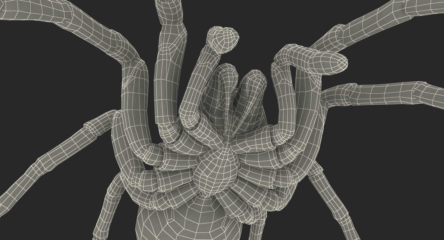 Goliath Birdeater 3D