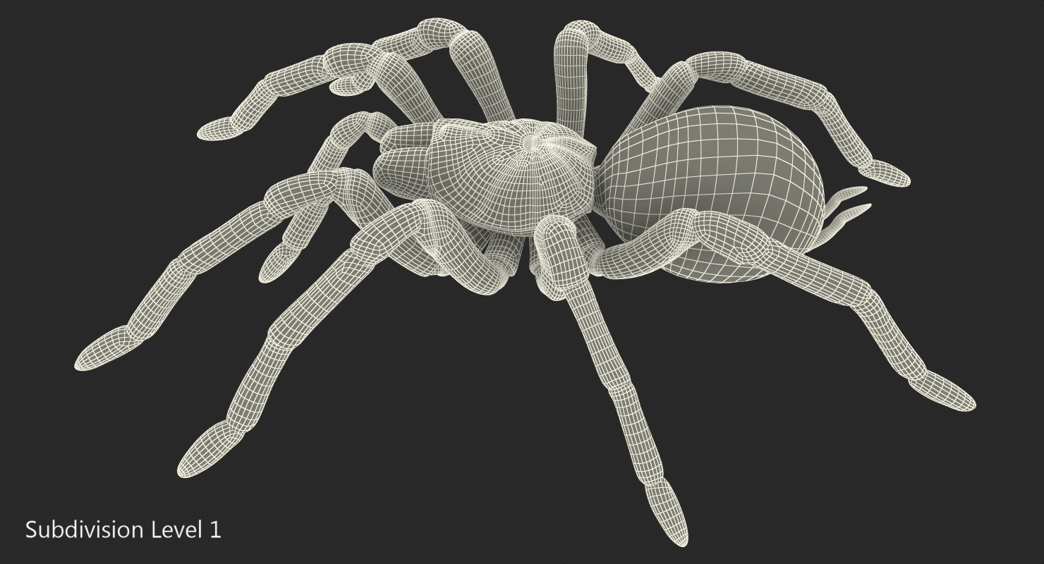 Goliath Birdeater 3D