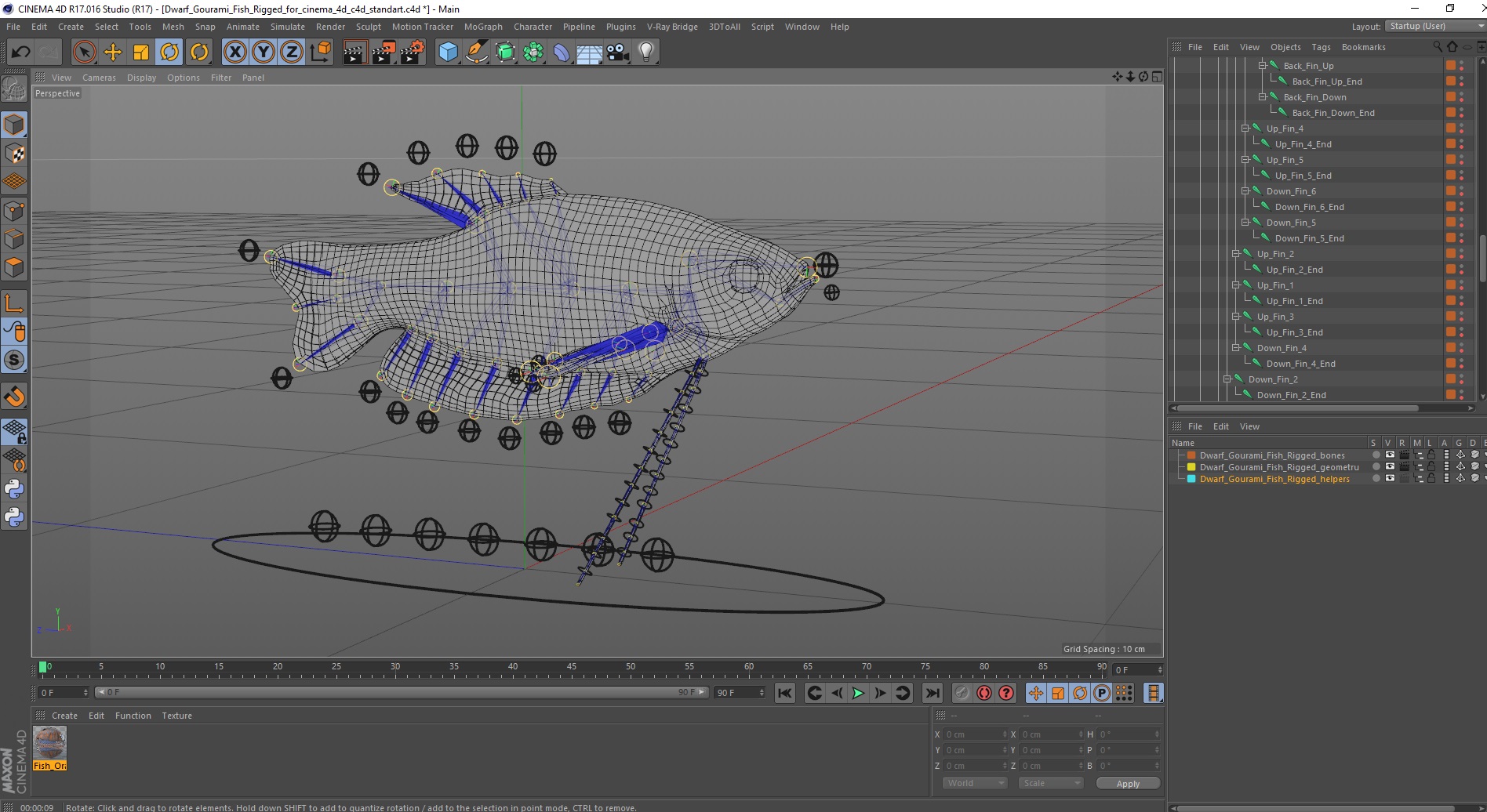 Dwarf Gourami Fish Rigged for Cinema 4D 3D model