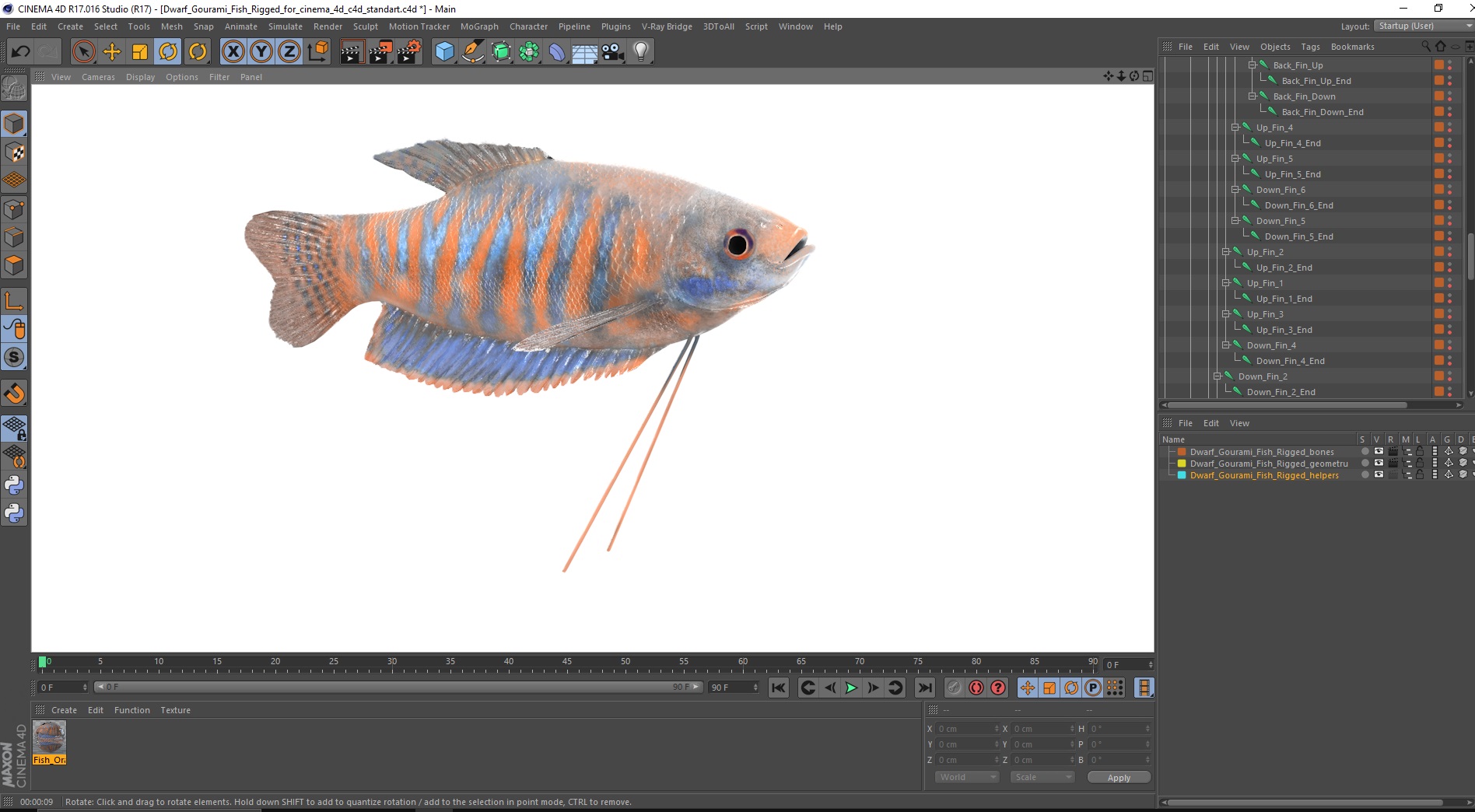 Dwarf Gourami Fish Rigged for Cinema 4D 3D model