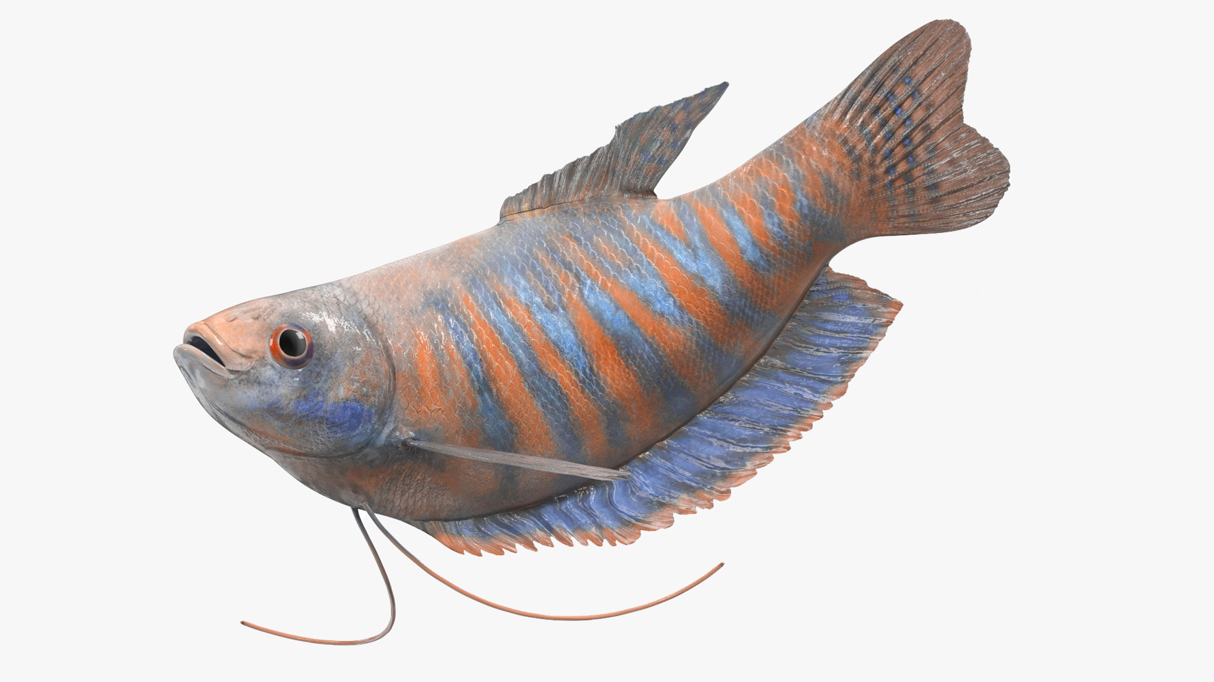 Dwarf Gourami Fish Rigged for Cinema 4D 3D model
