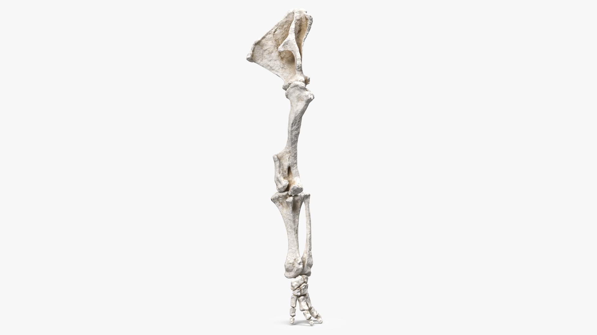 Mammoth Leg Bones 3D