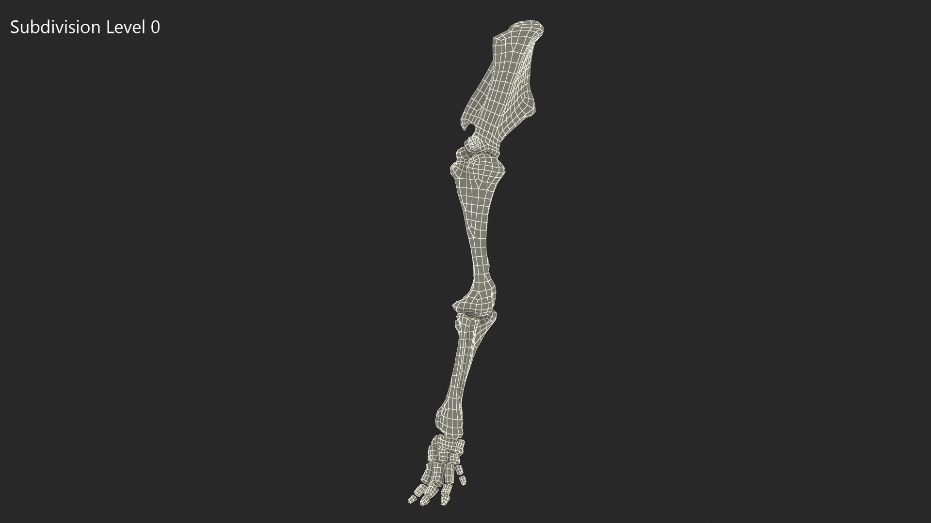 Mammoth Leg Bones 3D