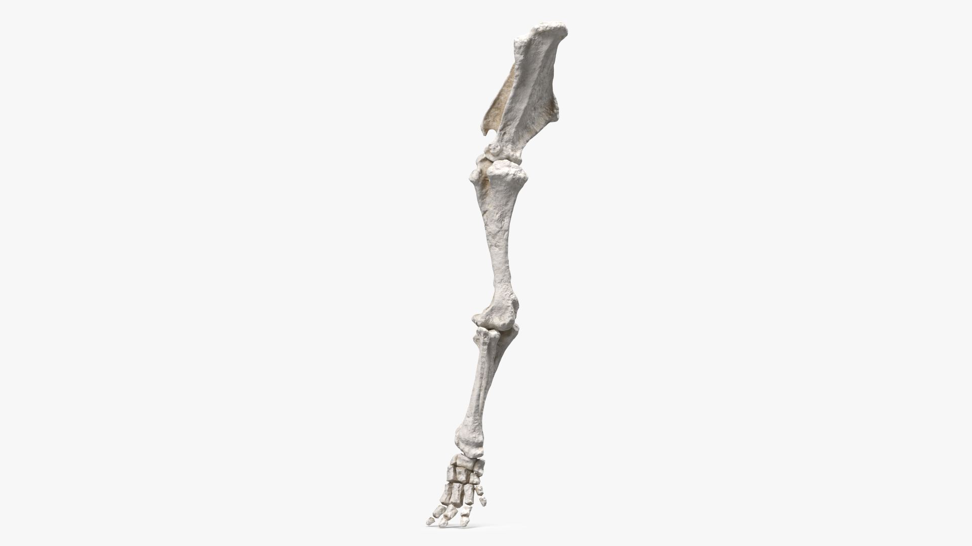 Mammoth Leg Bones 3D