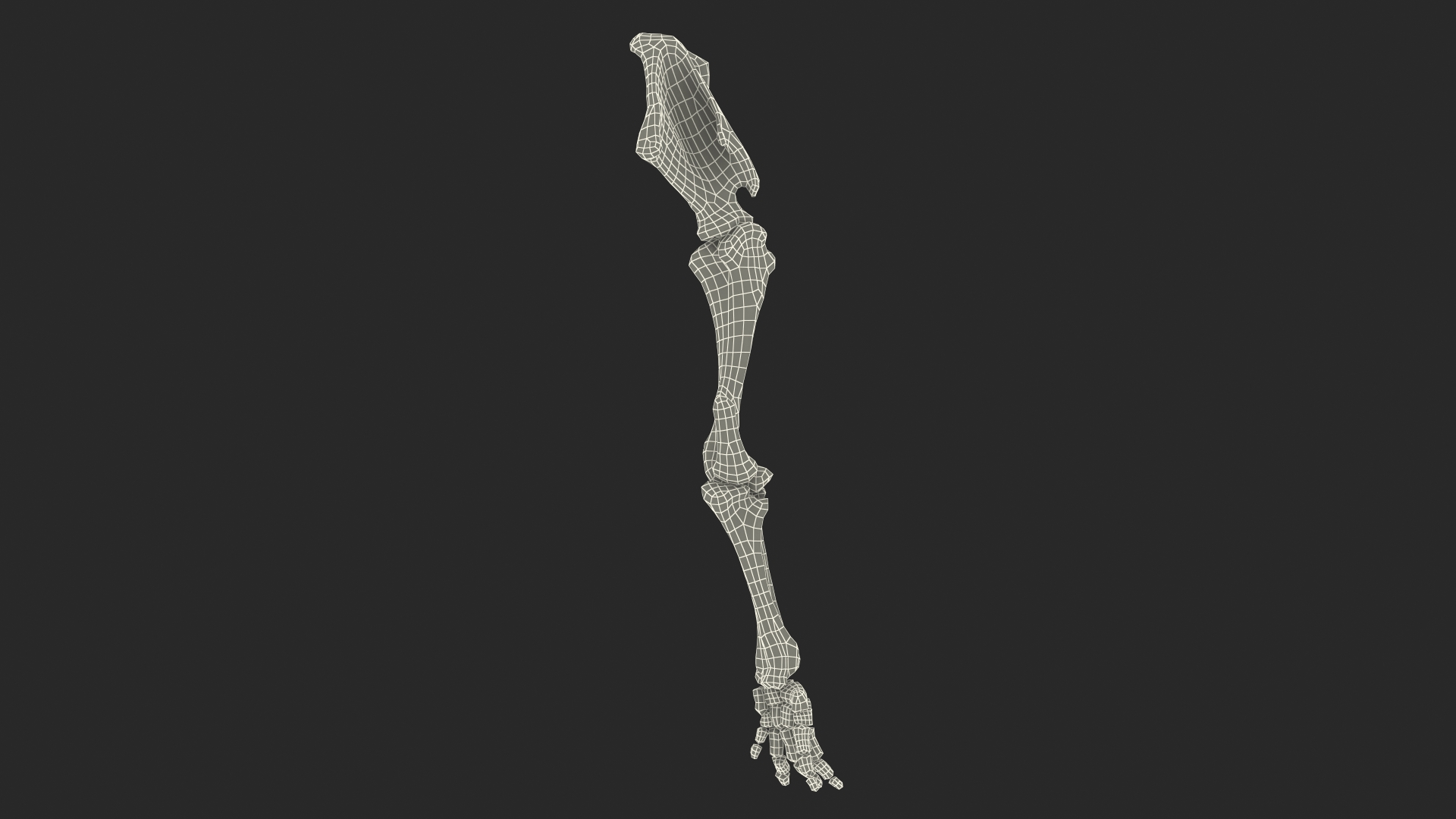 Mammoth Leg Bones 3D