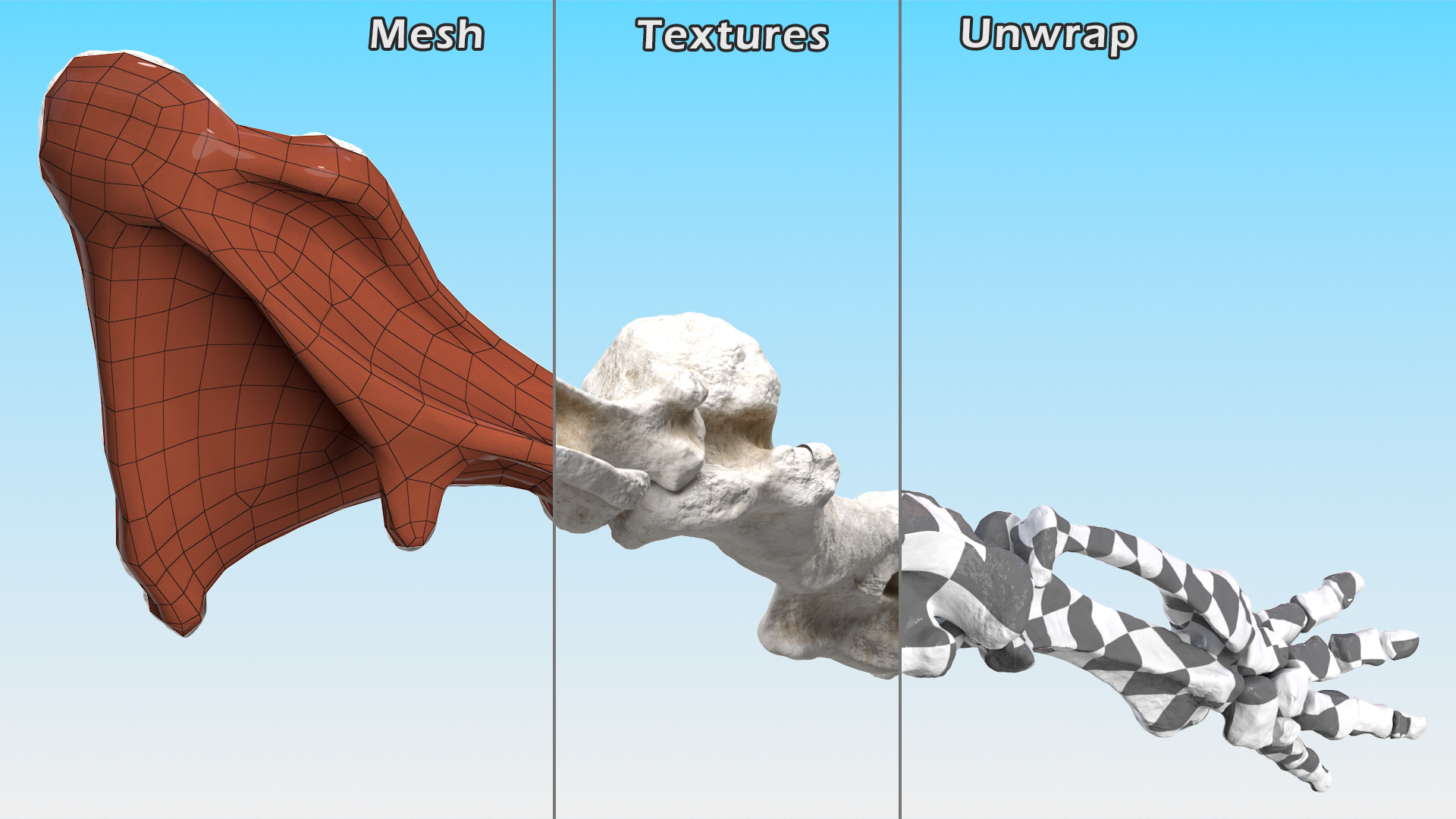 Mammoth Leg Bones 3D