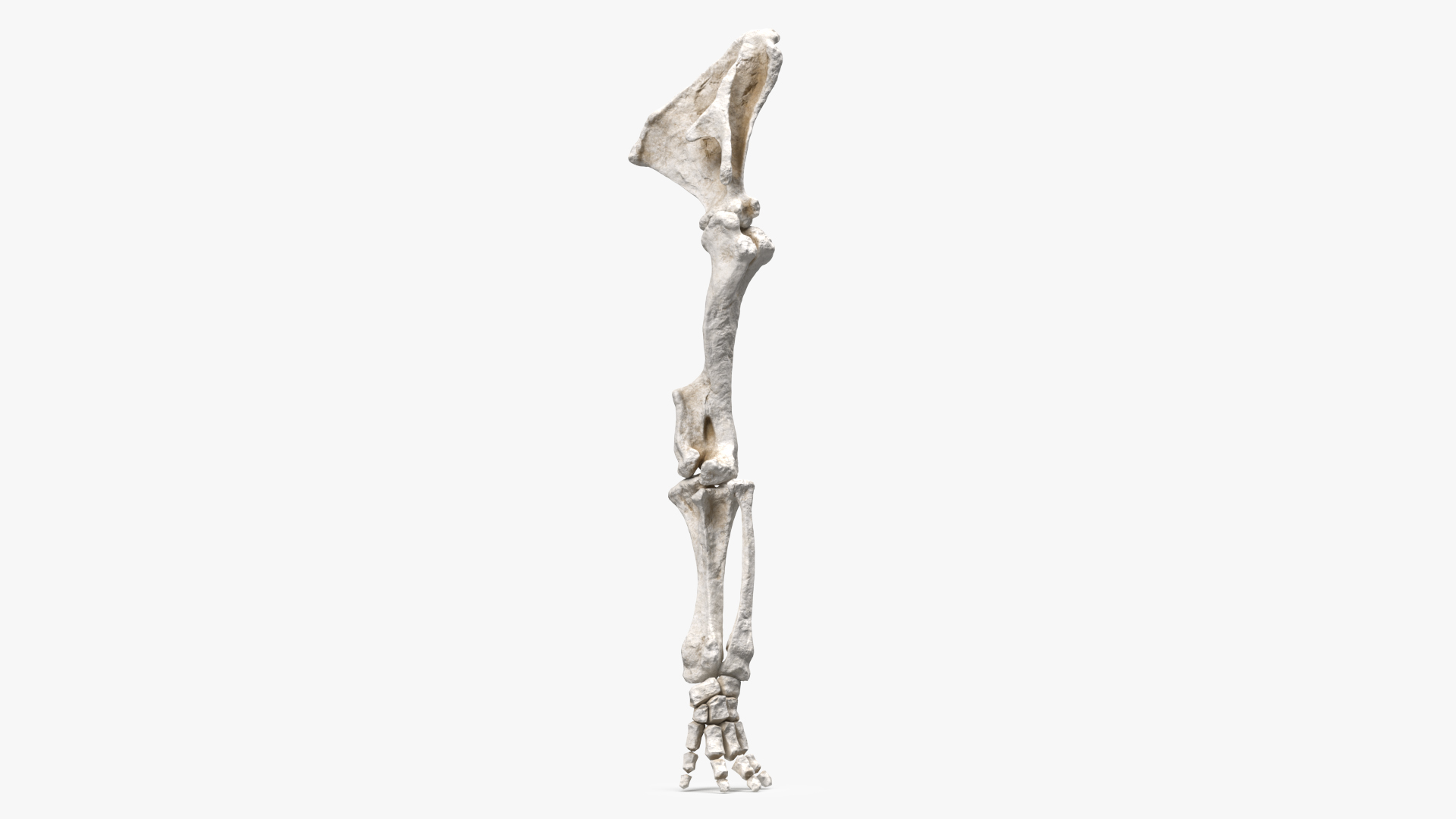 Mammoth Leg Bones 3D