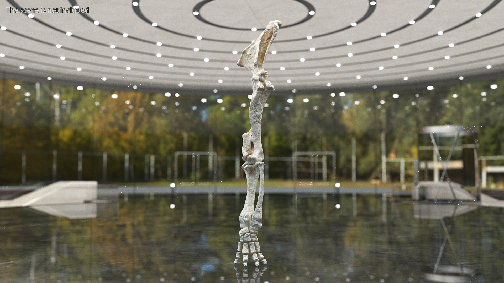 Mammoth Leg Bones 3D