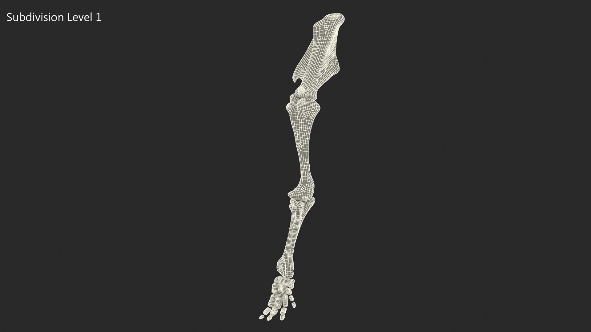 Mammoth Leg Bones 3D