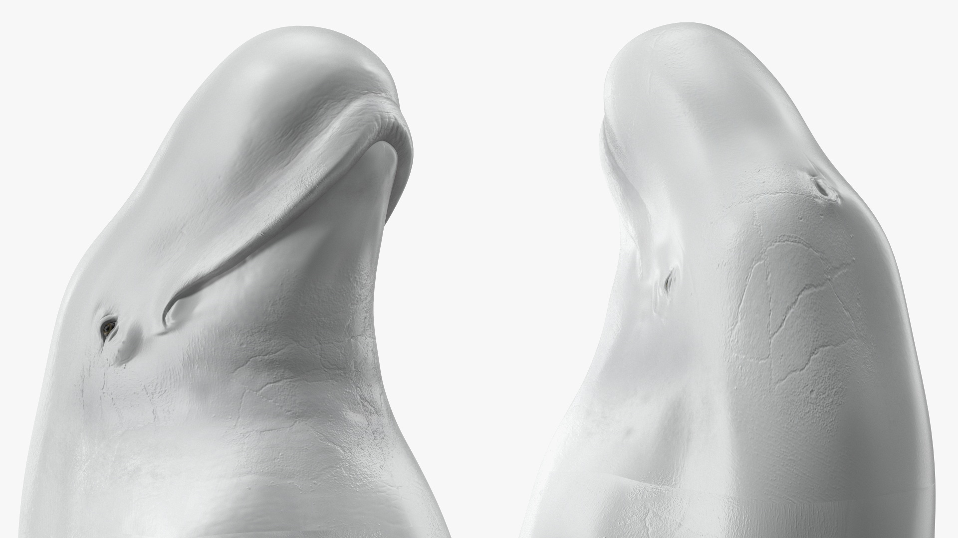 3D model Beluga Whale Adult Performance Pose