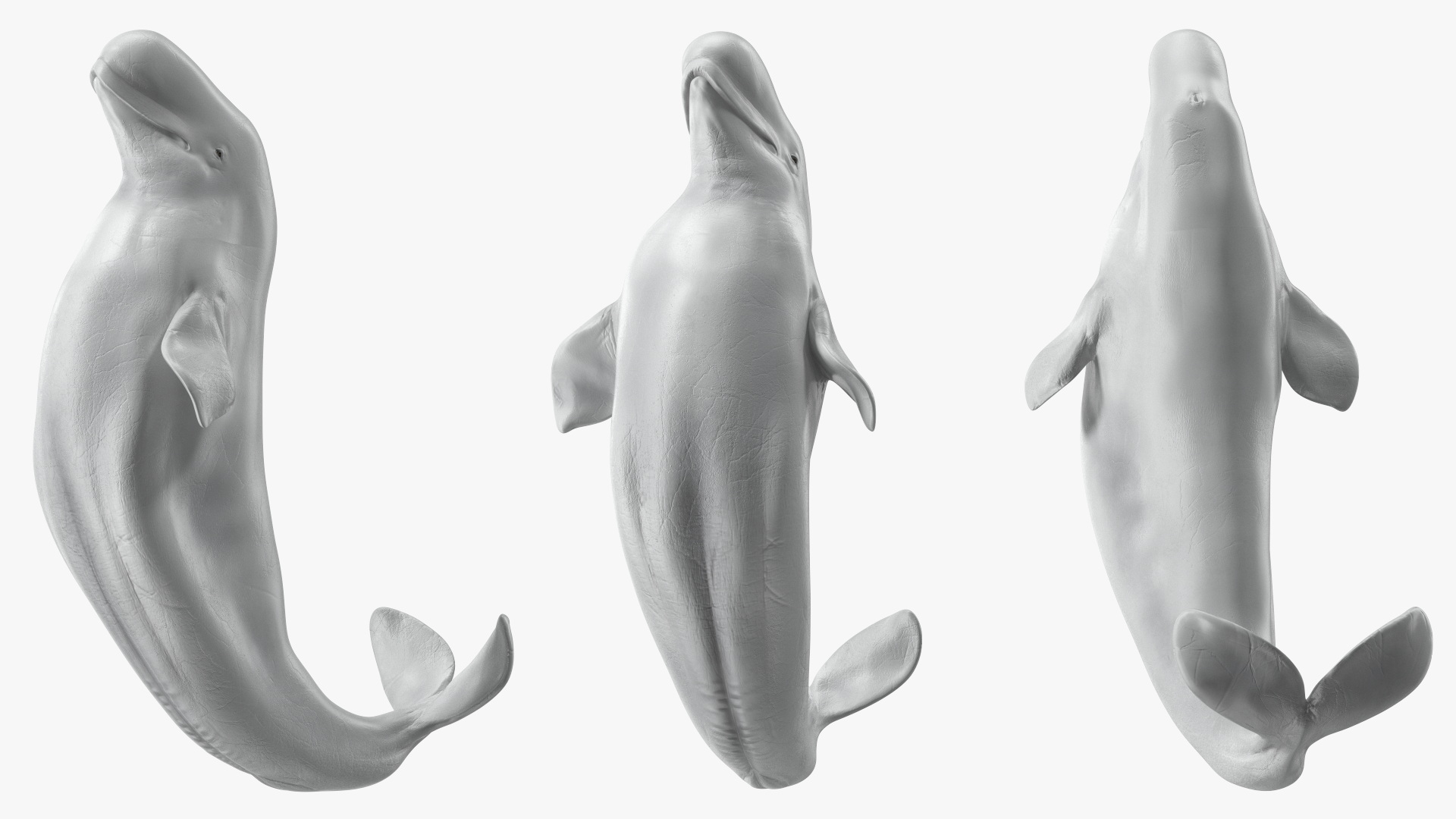 3D model Beluga Whale Adult Performance Pose