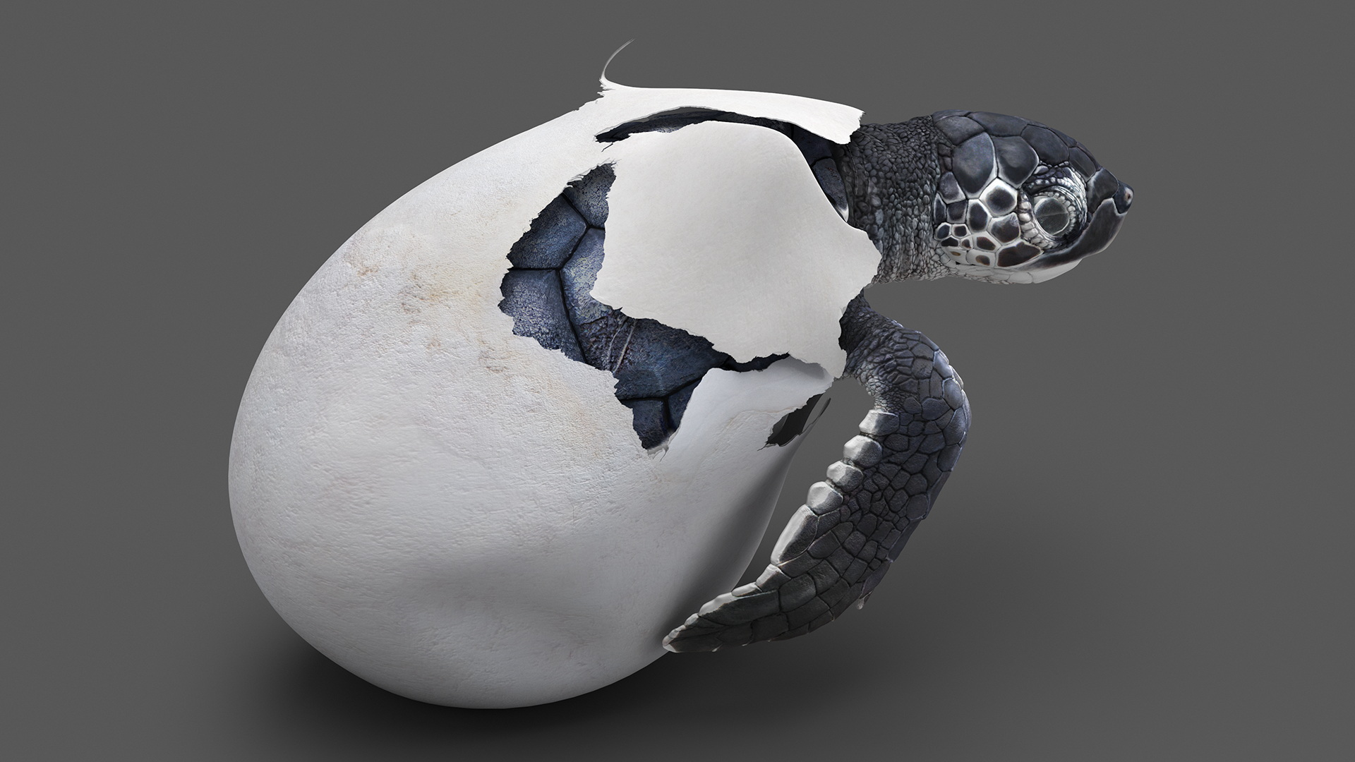 Baby Sea Turtle Hatching 3D model