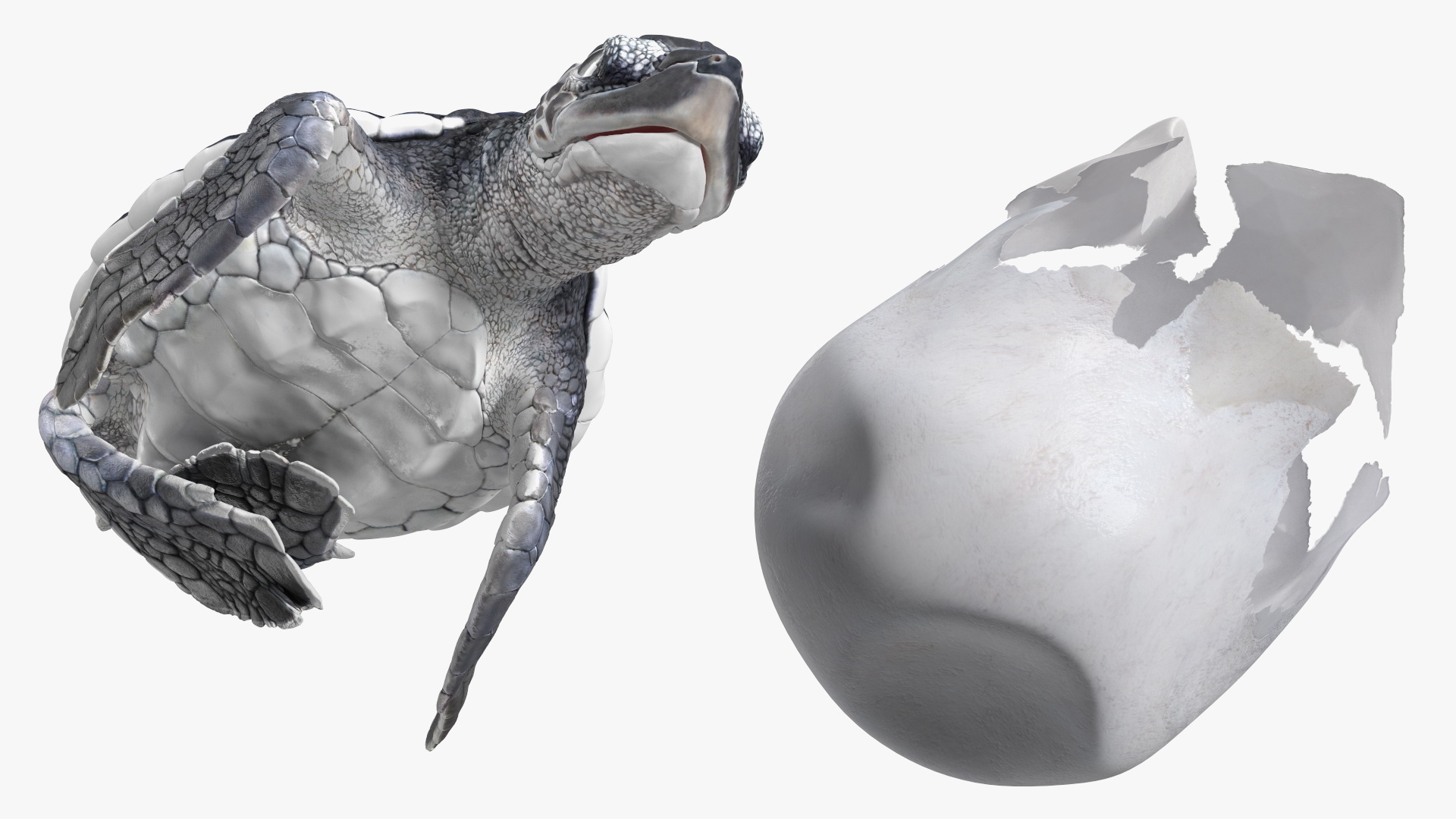 Baby Sea Turtle Hatching 3D model