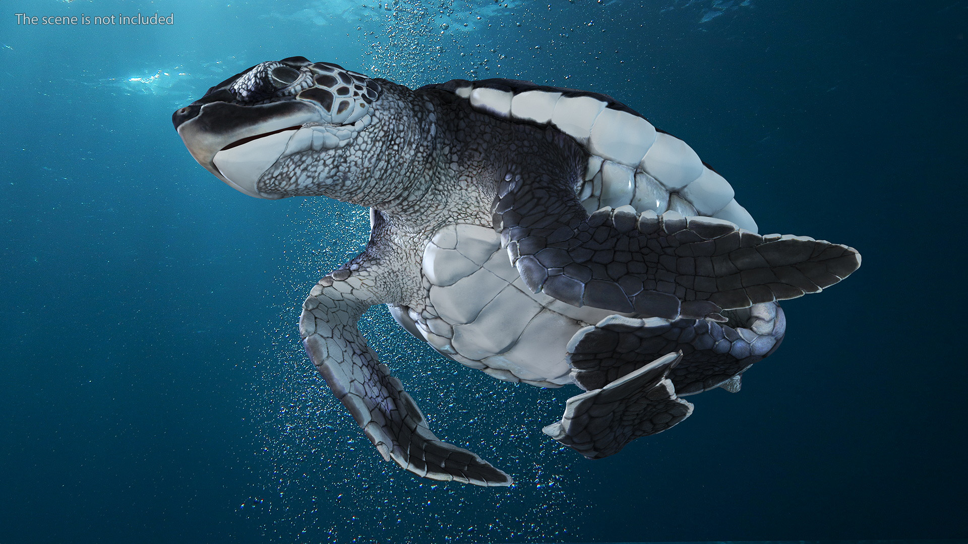 Baby Sea Turtle Hatching 3D model