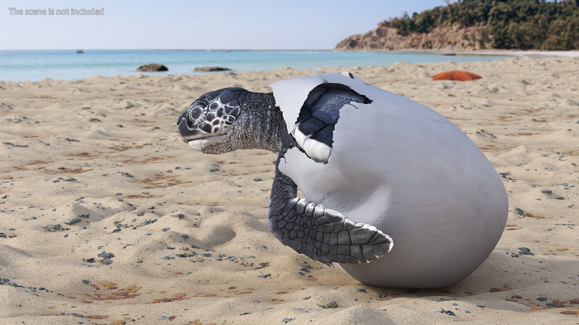 Baby Sea Turtle Hatching 3D model