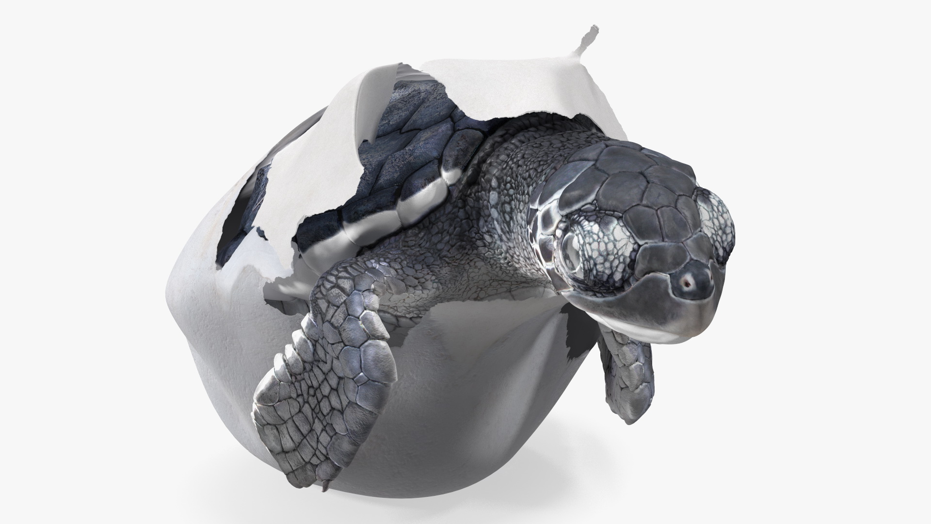 Baby Sea Turtle Hatching 3D model